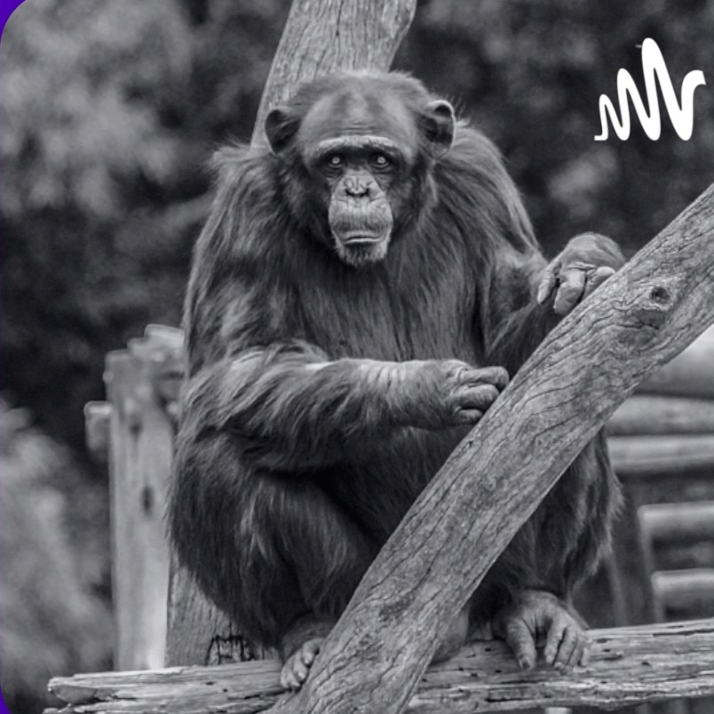🌎 Los cinco chimpancés en la Argentina que todavía viven en cautiverio. episode artwork