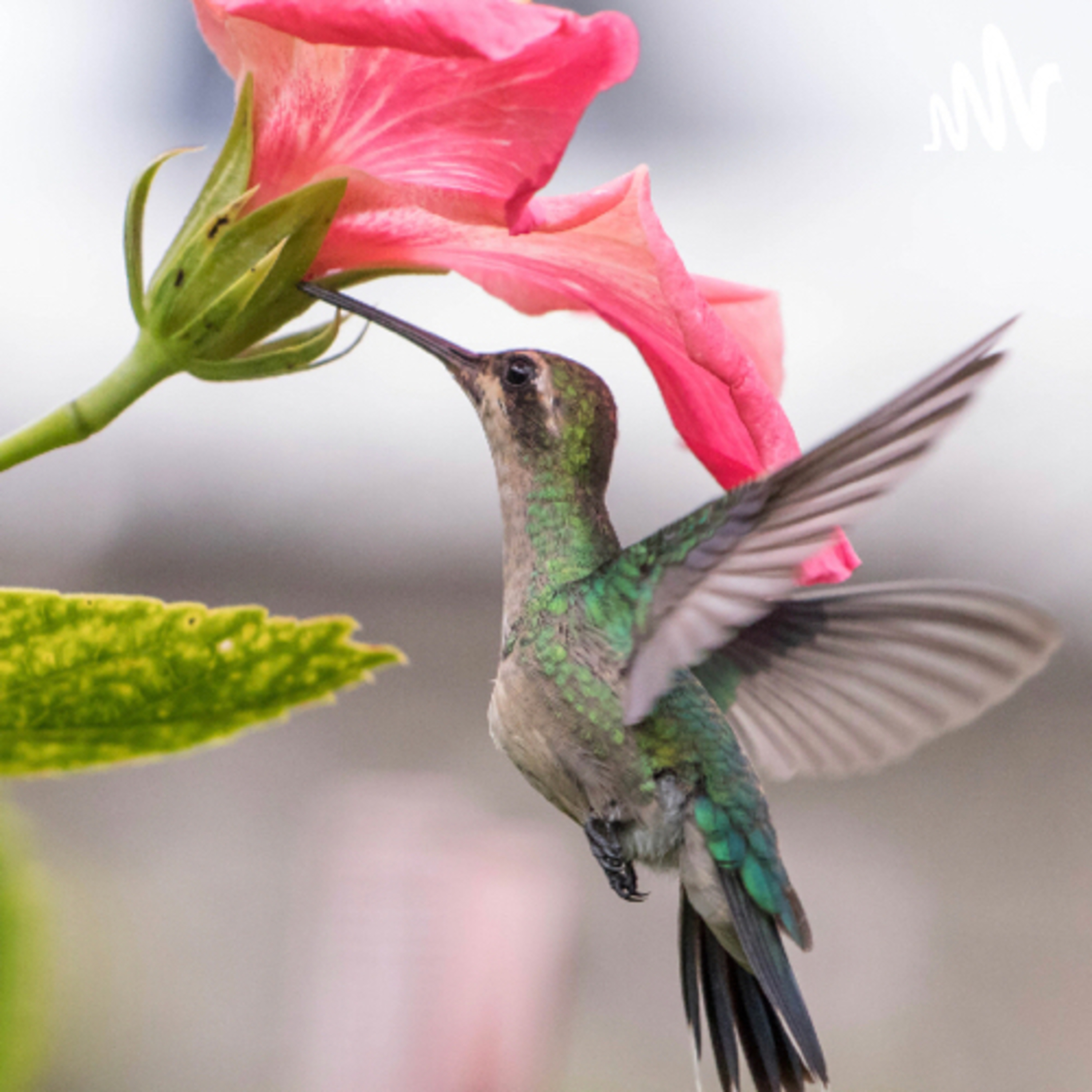 🌸 Los colibríes, tan pequeñitos y tan importantes en la naturaleza 
 episode artwork