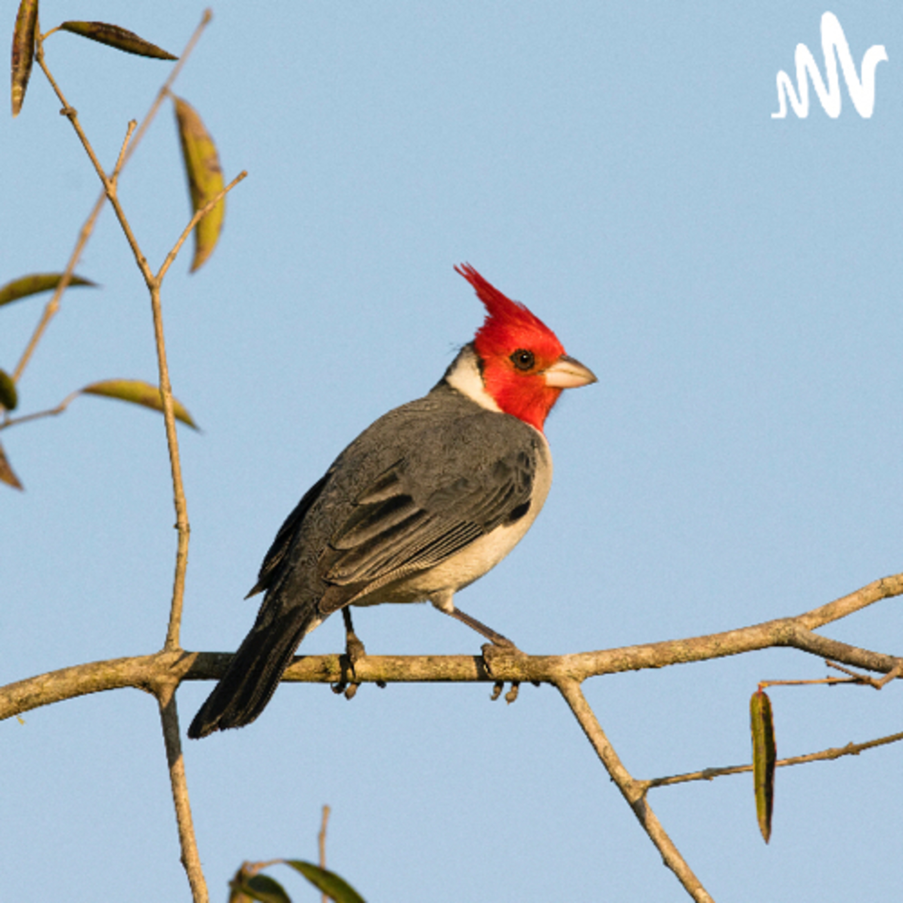 🍃 El cardenal copete rojo y la leyenda calchaquí de Chasca y Ancali
 episode artwork