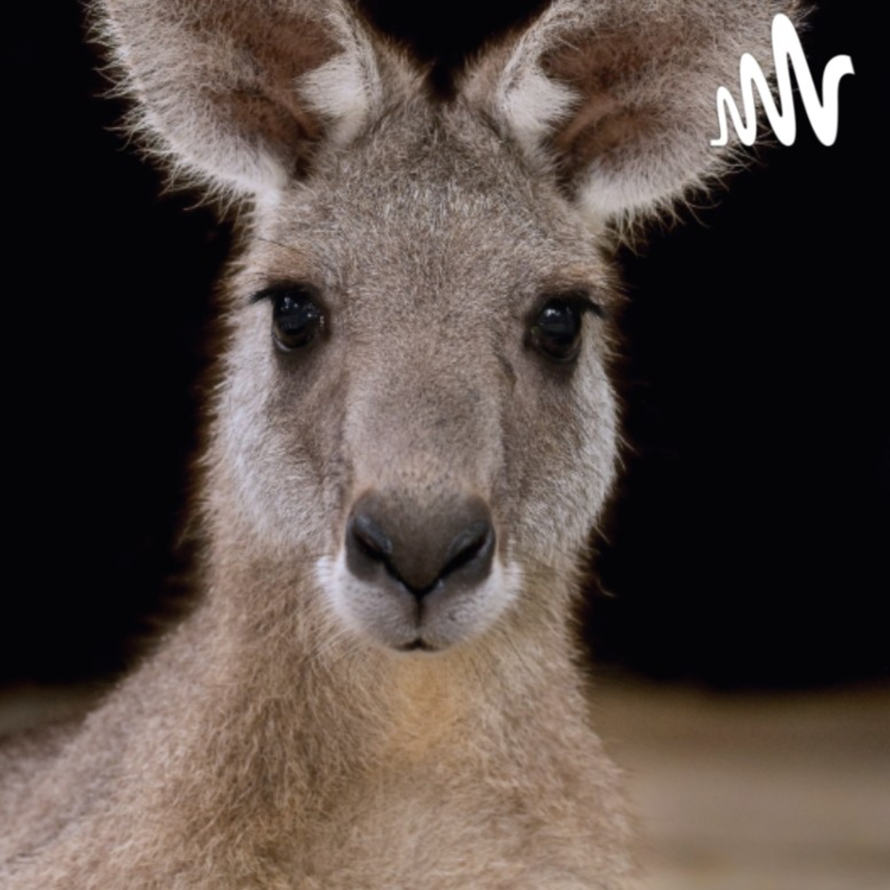 🦘 El primer canguro saltarín.
Cuento tradicional australiano episode artwork