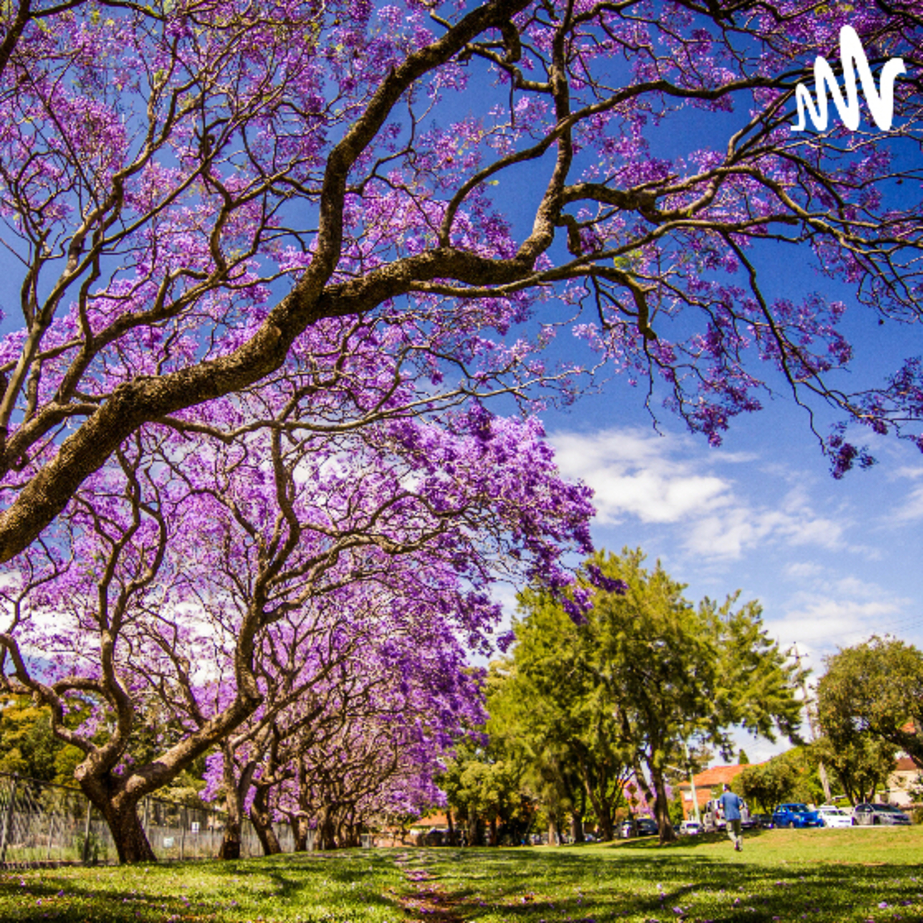 🌳 El jacarandá y la leyenda correntina de Pilar y Mbareté episode artwork