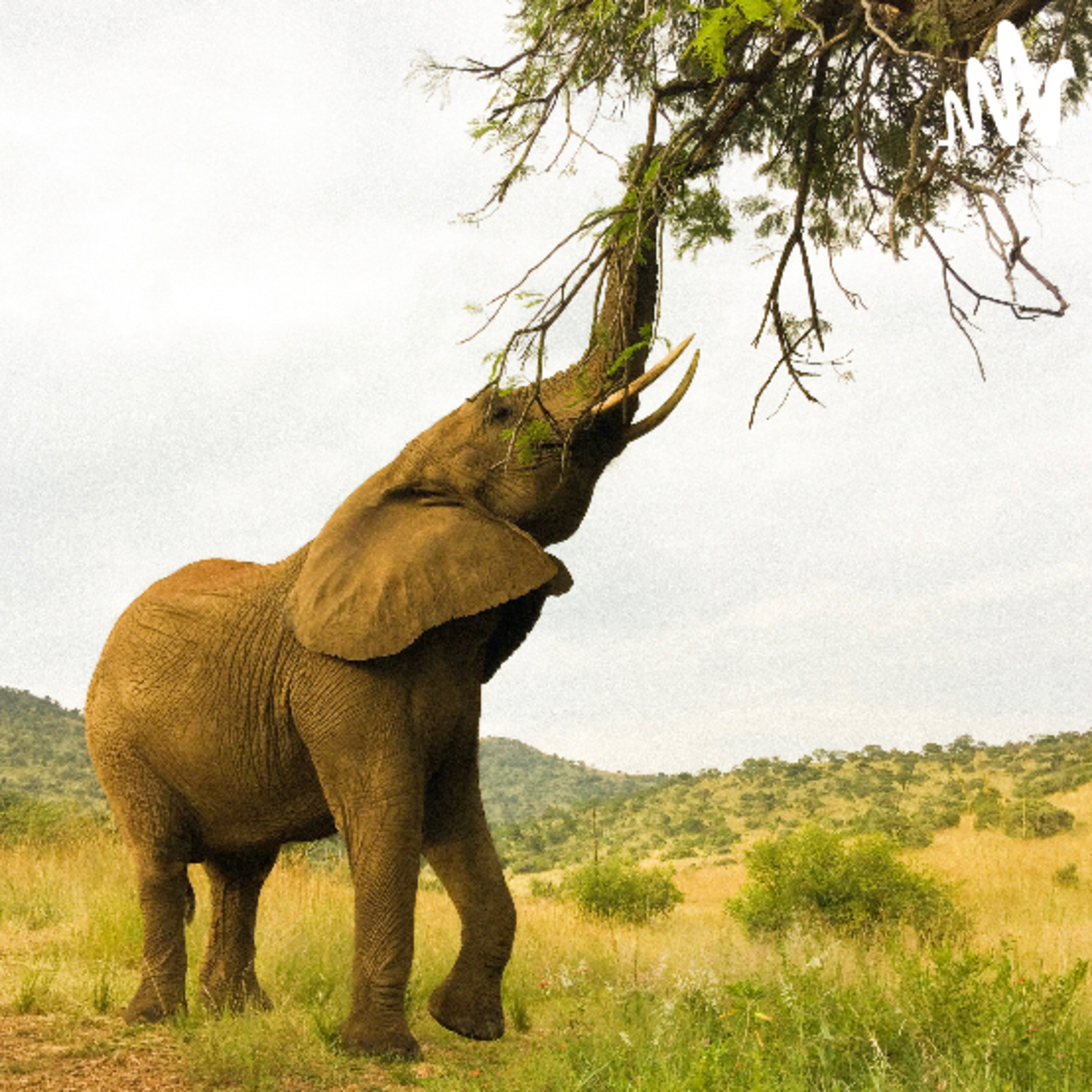🐘 El elefantito
Cuento del escritor británico Rudyard Kipling
 episode artwork