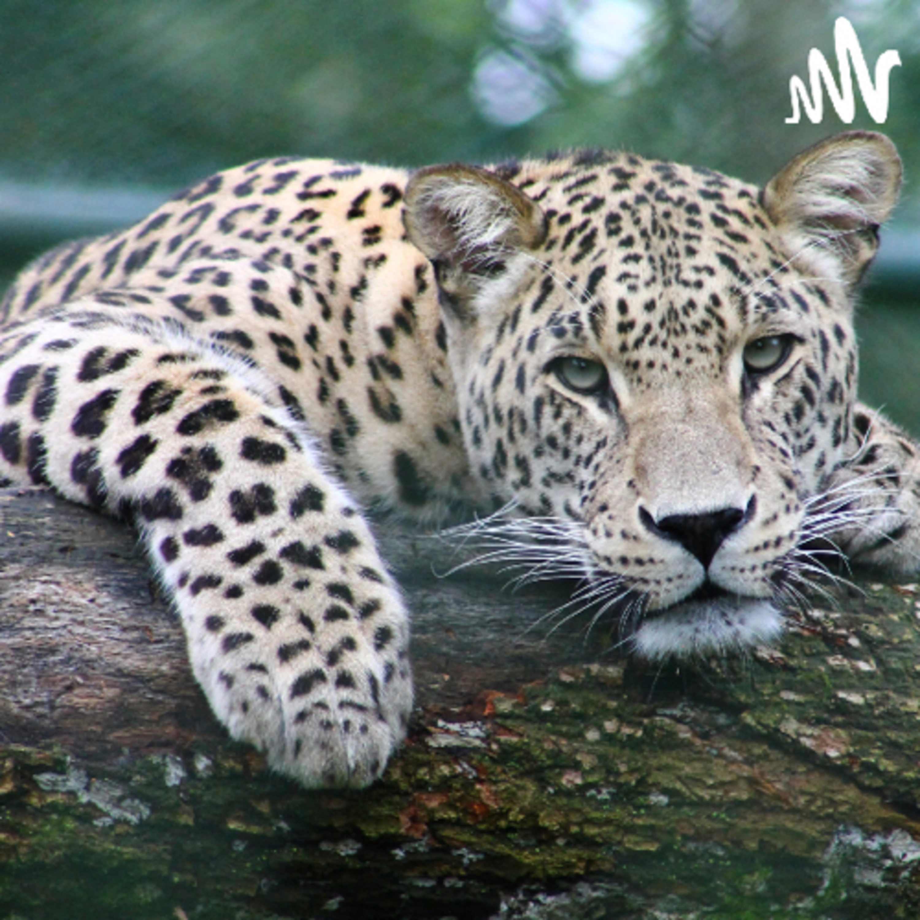 🌱 Cómo consiguió sus manchas el leopardo
Adaptación del cuento homónimo de Rudyard Kipling
 episode artwork