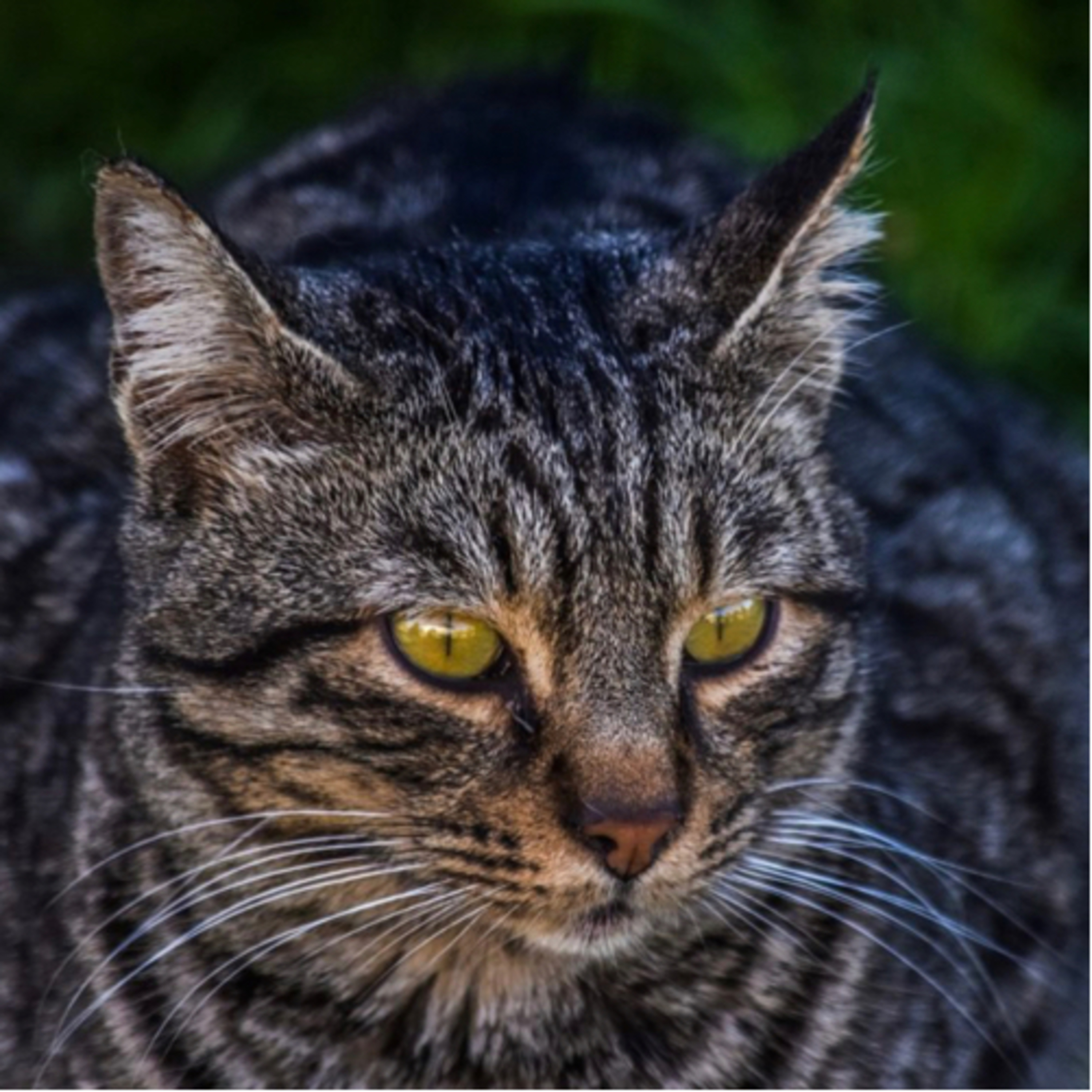 🐈 El cascabel al gato, fábula atribuida a Lope de Vega
 episode artwork