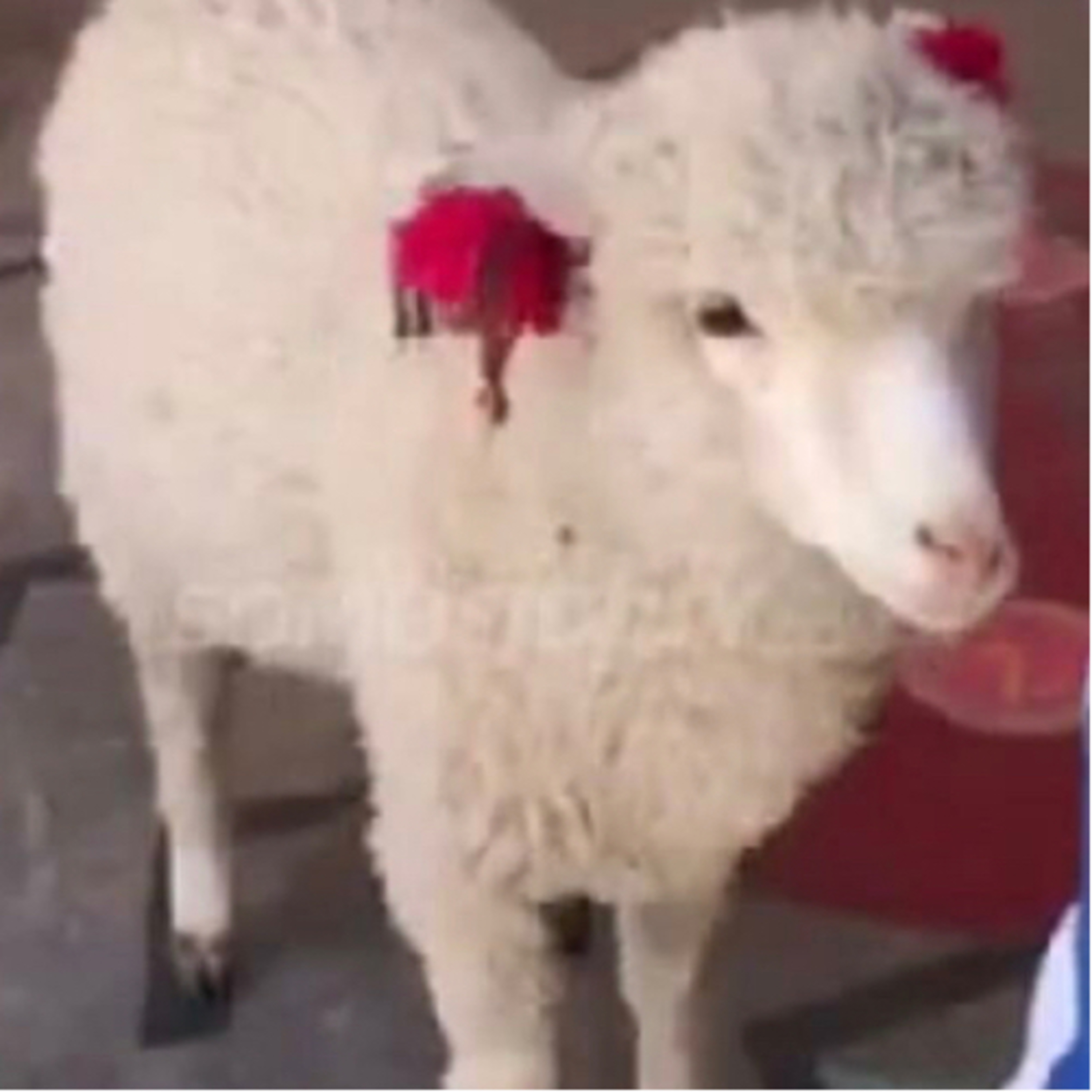 🐑 La historia de la oveja Tita y del corderito de María en la escuela  episode artwork
