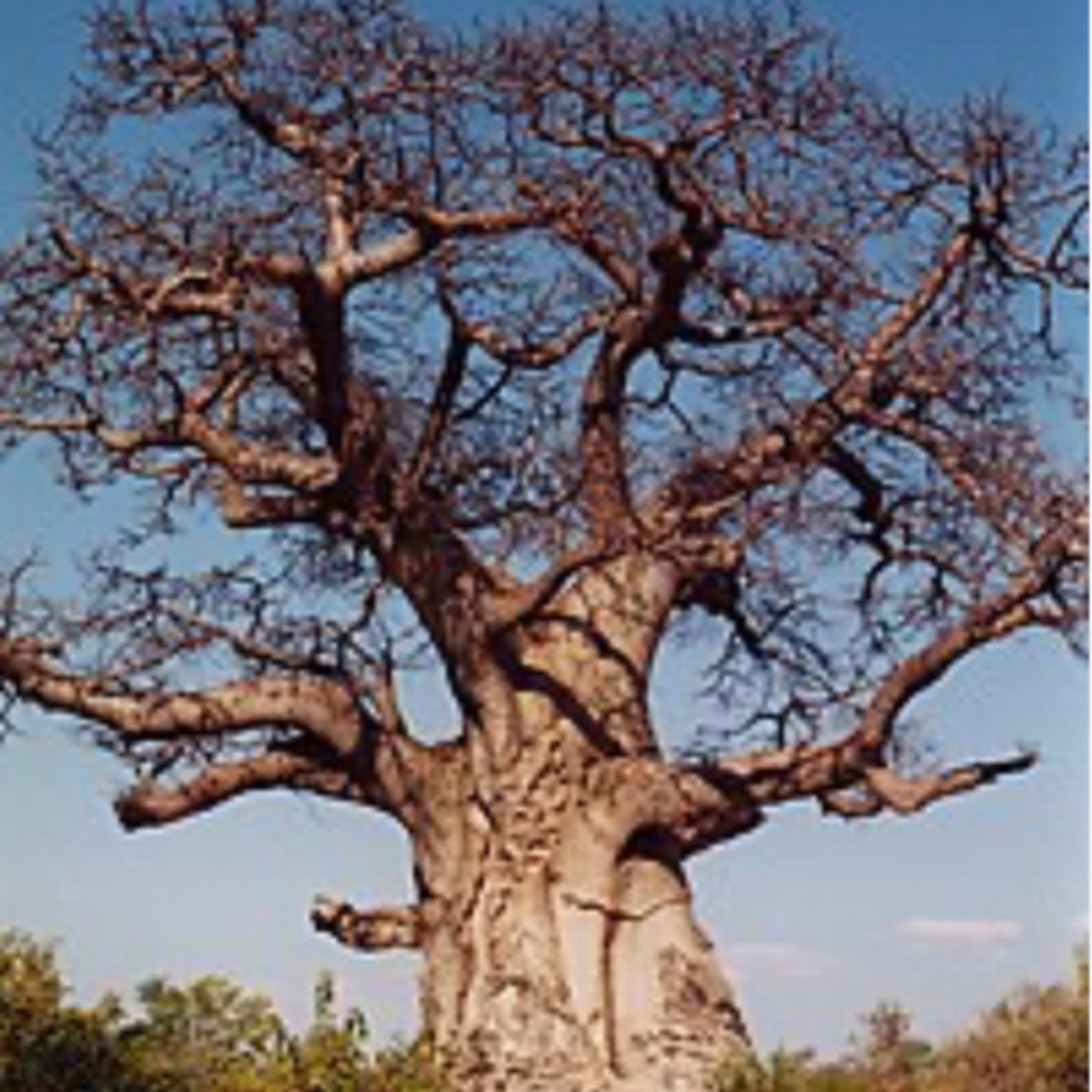 La leyenda del baobab Cuento tradicional africano  episode artwork