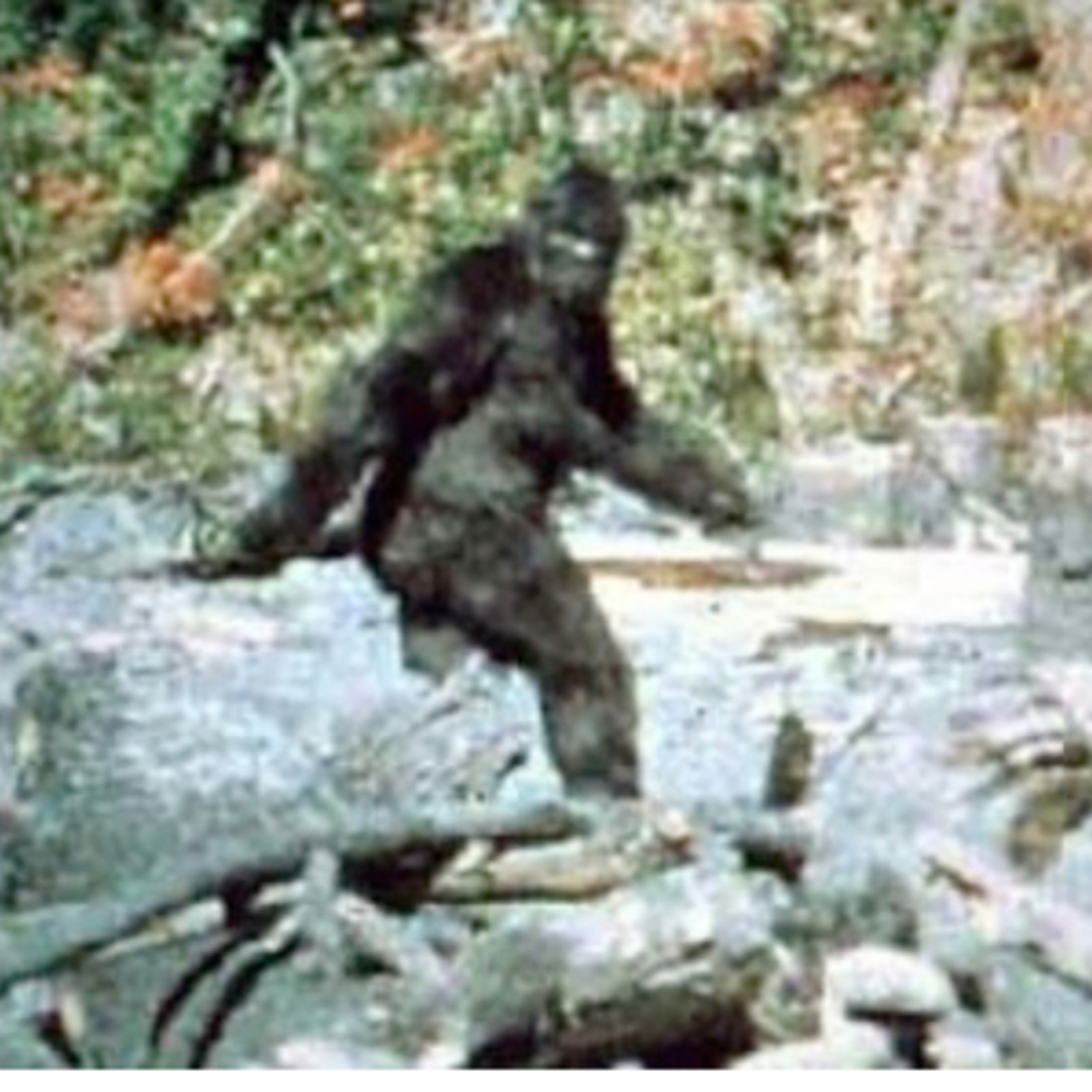 La leyenda de Pie Grande o Big Foot, también llamado Sasquatch
 episode artwork