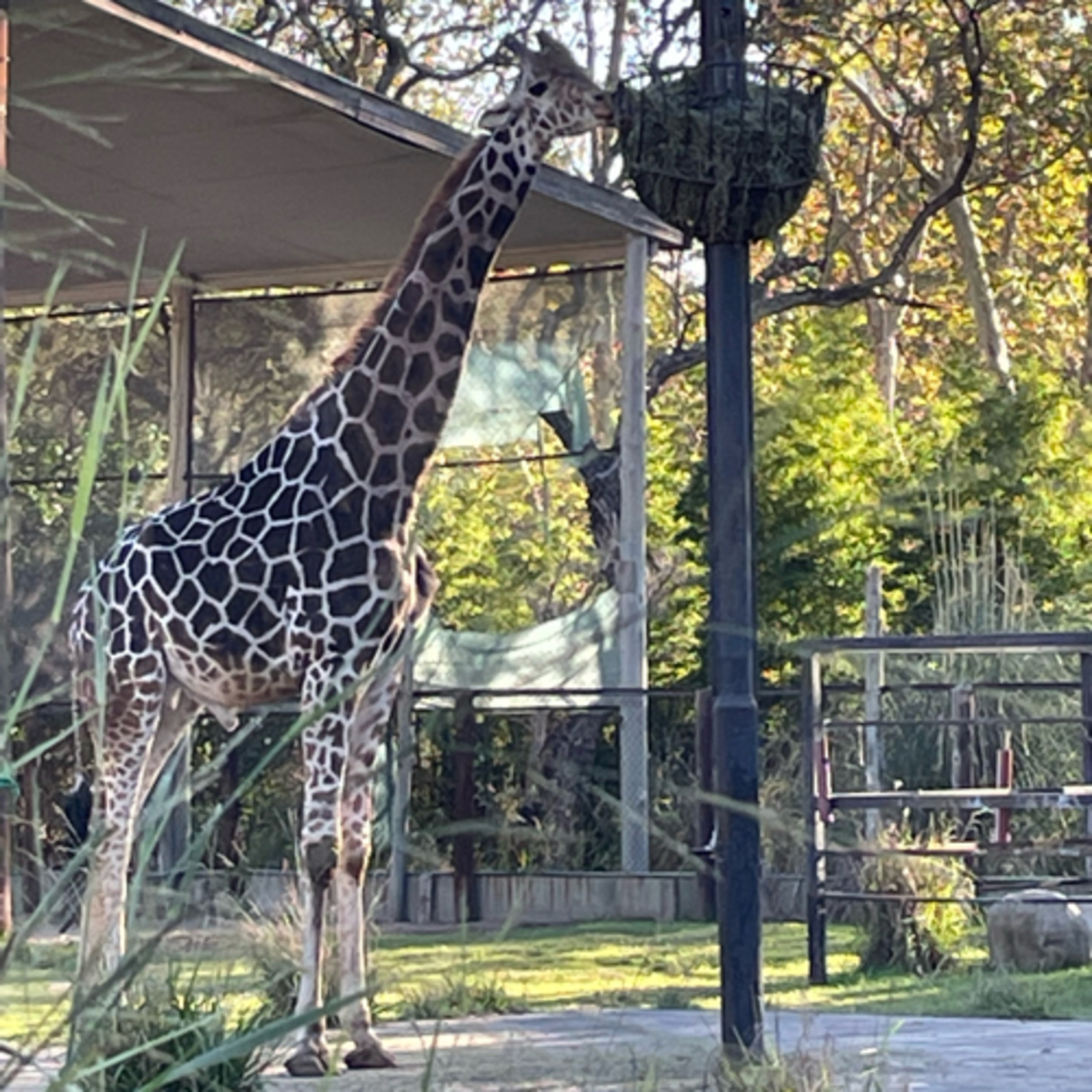 🦒 Buddy y Ciro, las dos jirafas macho del Ecoparque de Buenos Aires
 episode artwork