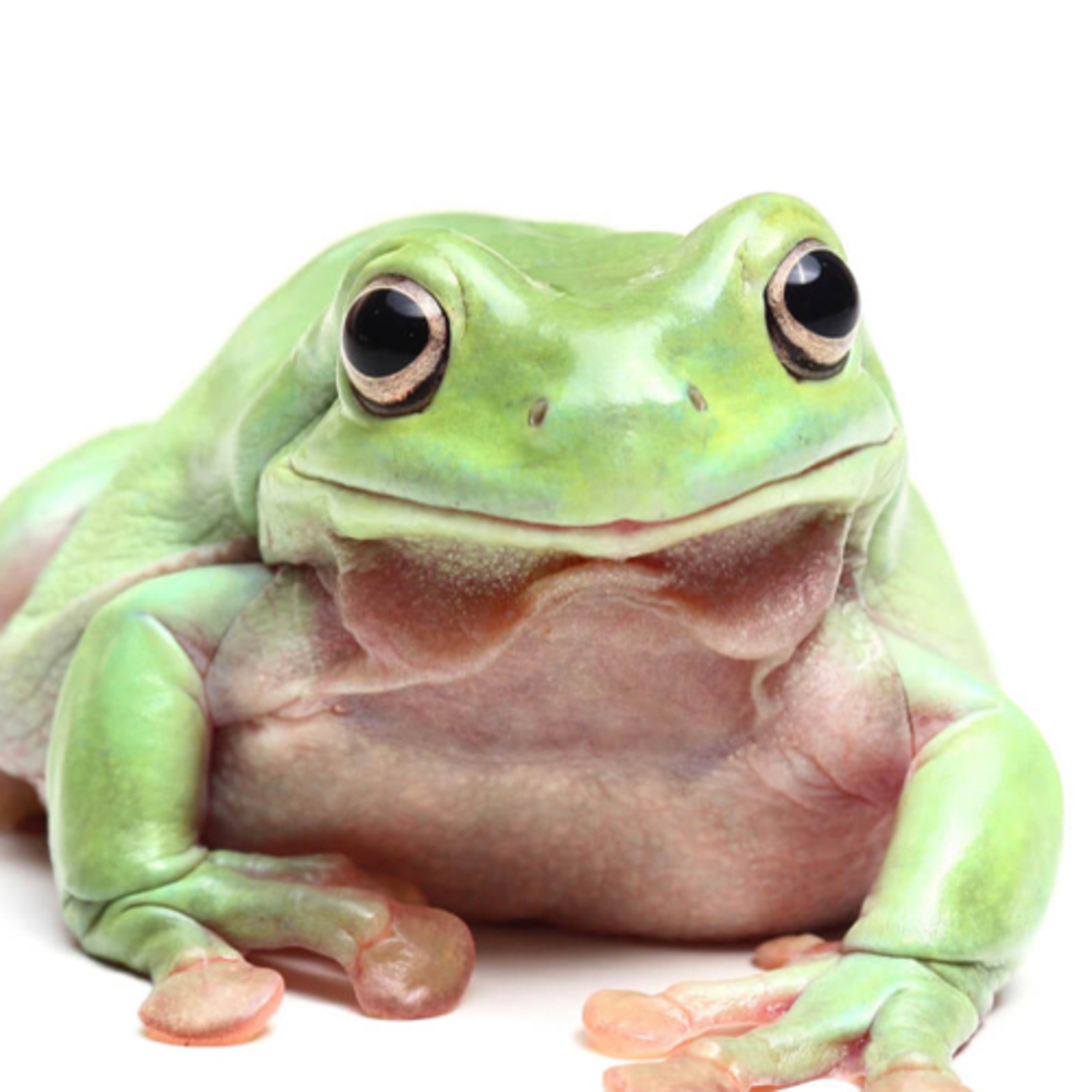 🐸 La rana Tiddalick, cuento tradicional australiano 
 episode artwork
