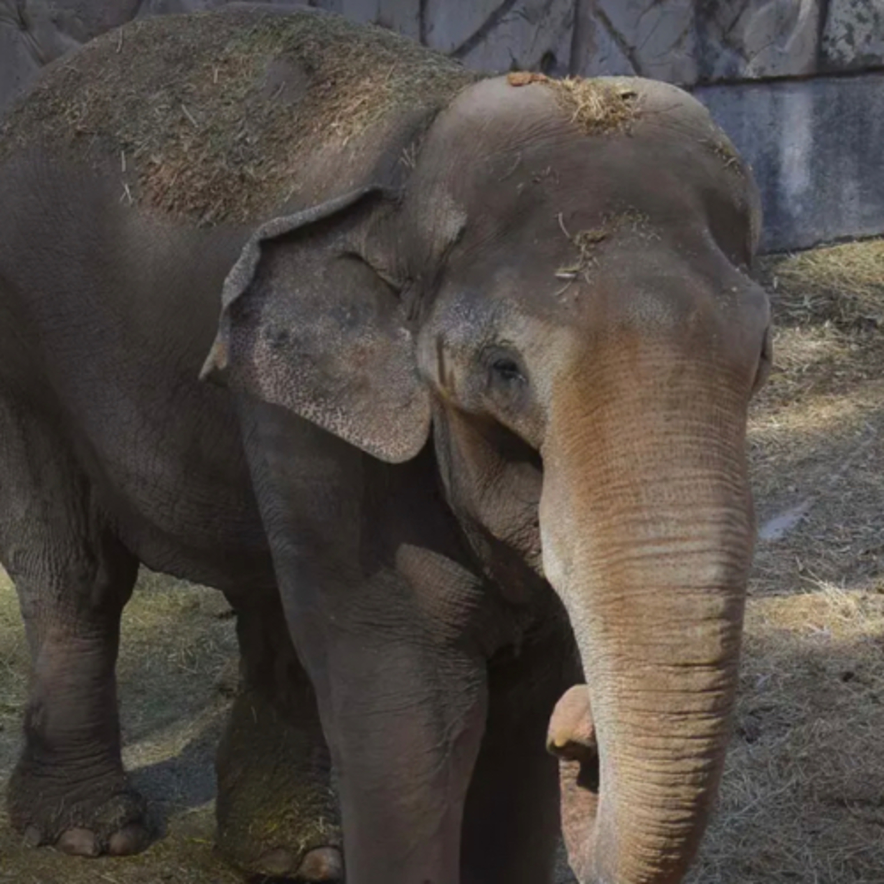🐘 La historia del elefante asiático Tamy episode artwork