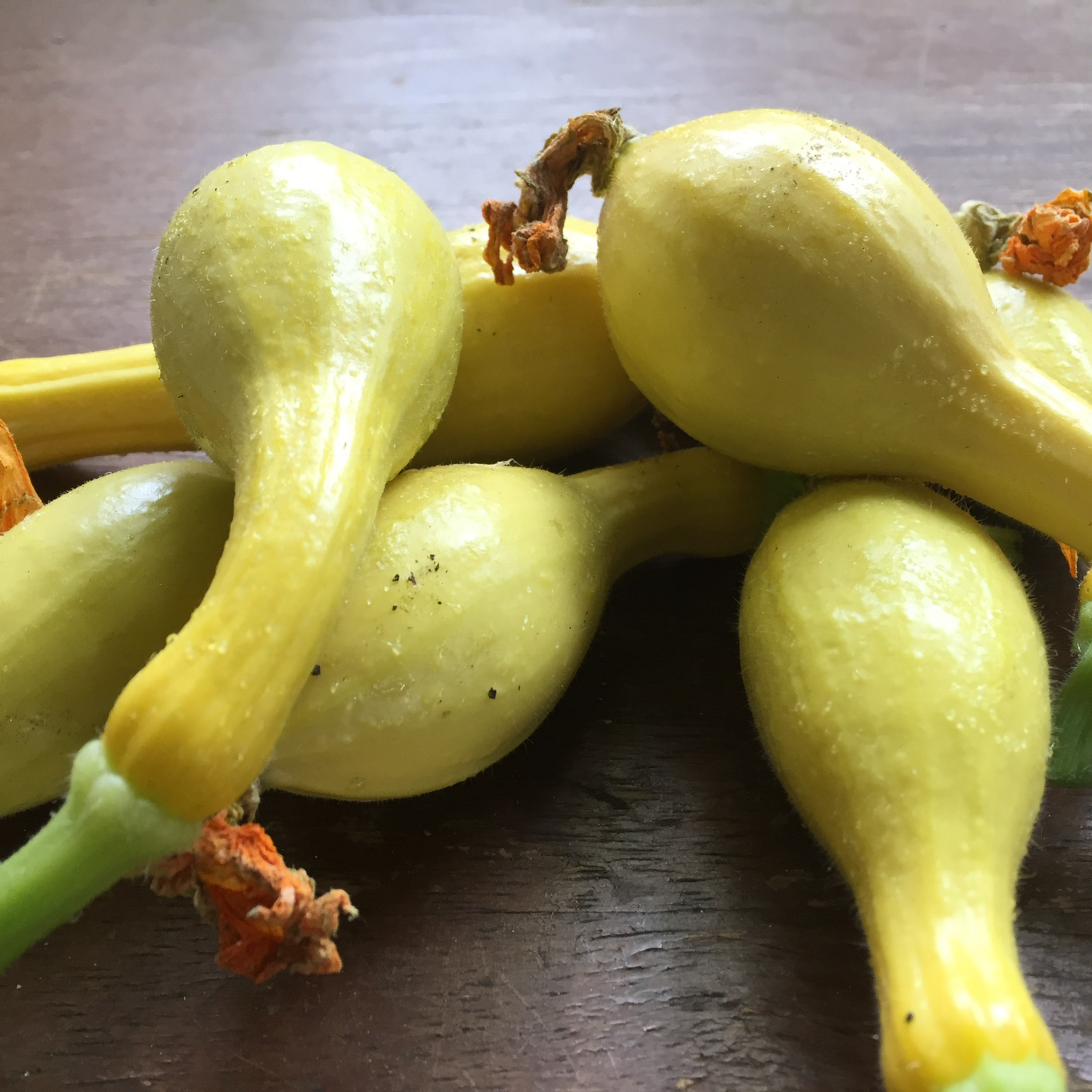 Tips and Tricks to grow Summer squash, successfully! (Encore) Ep.28 episode artwork
