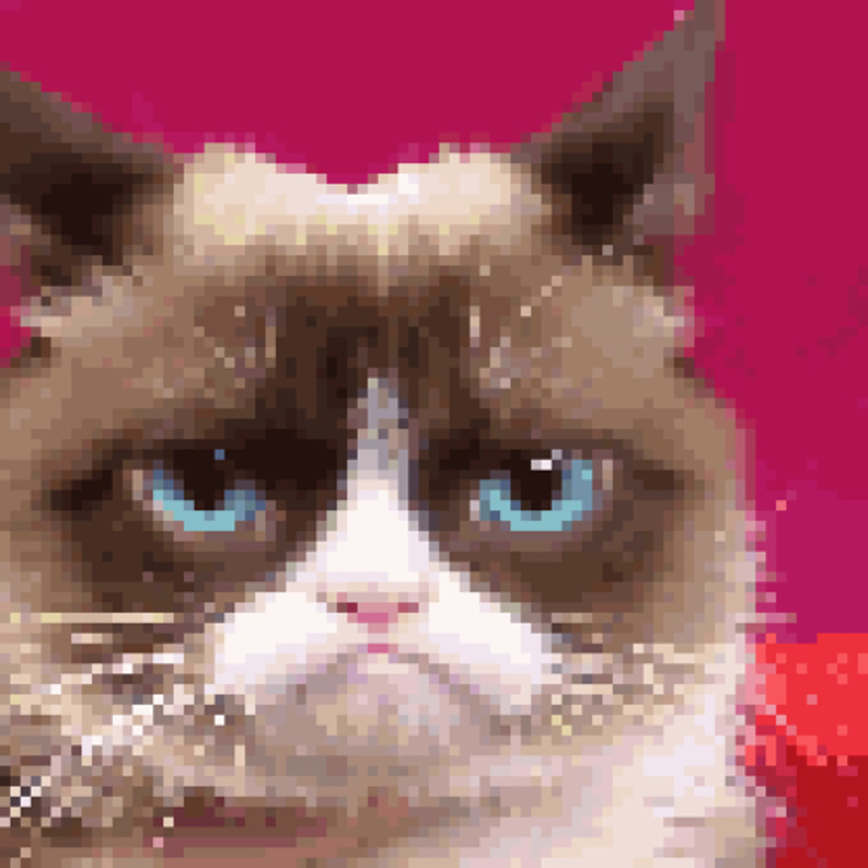 Grumpy Cat