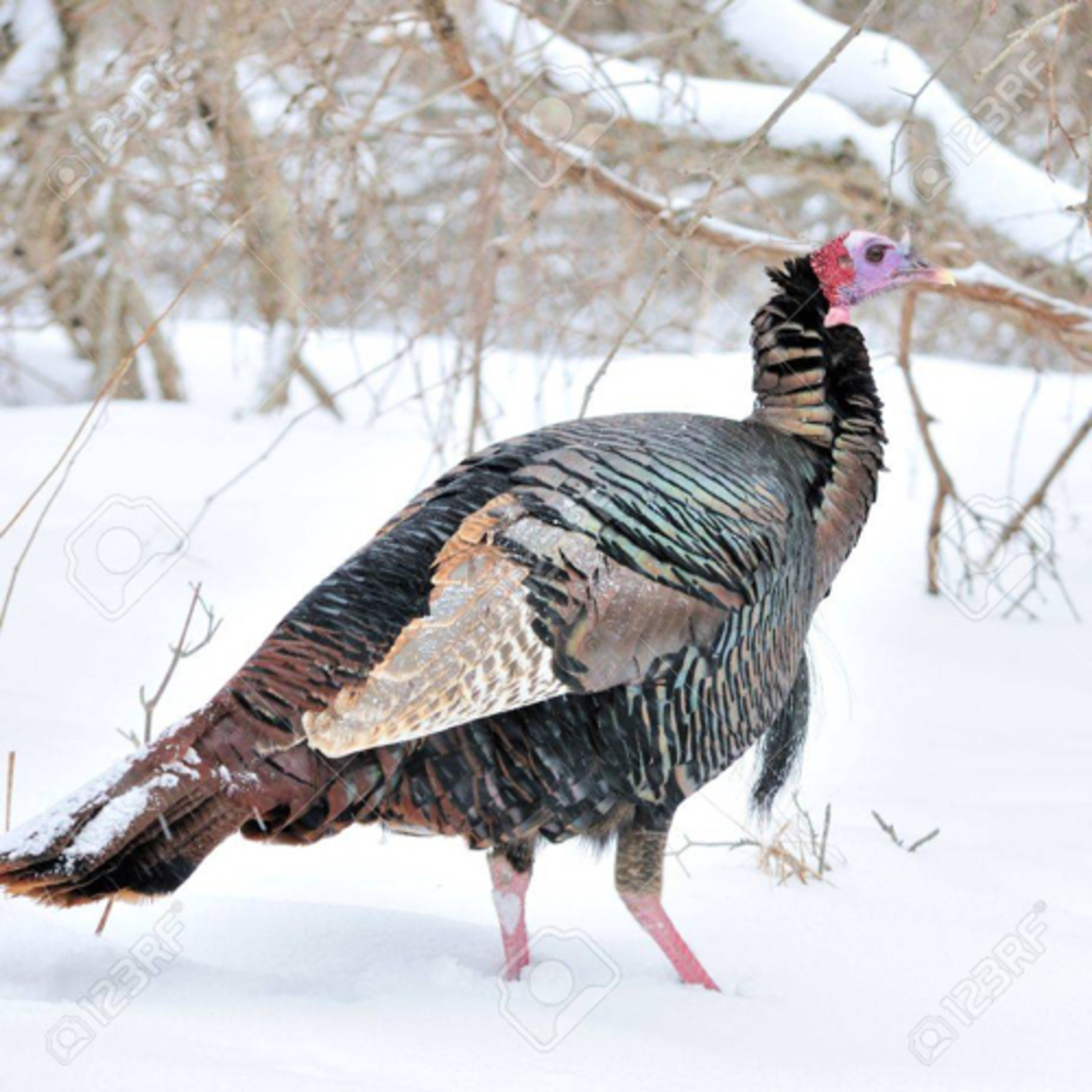 It’s Thanksgiving!