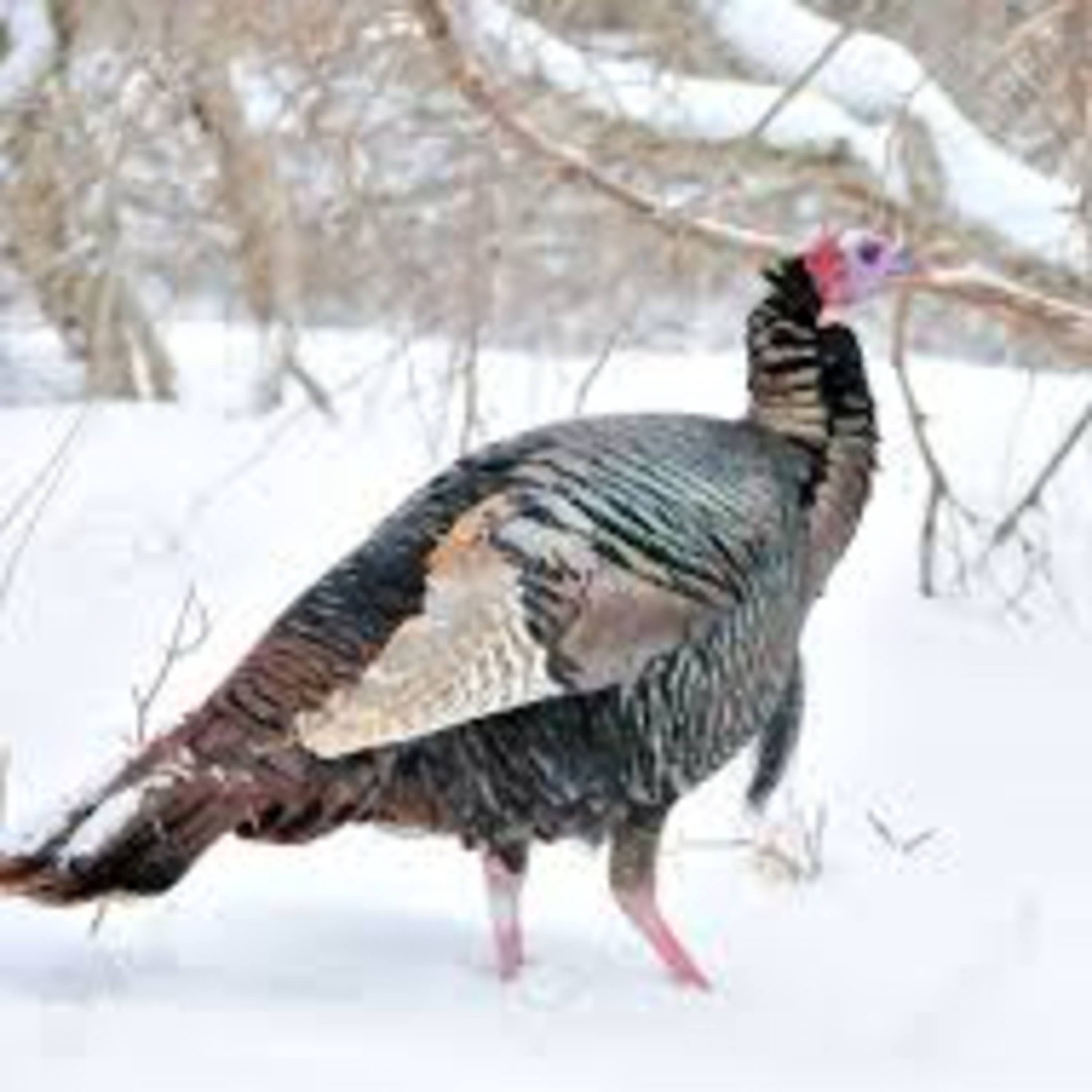 Happy Thanksgiving
