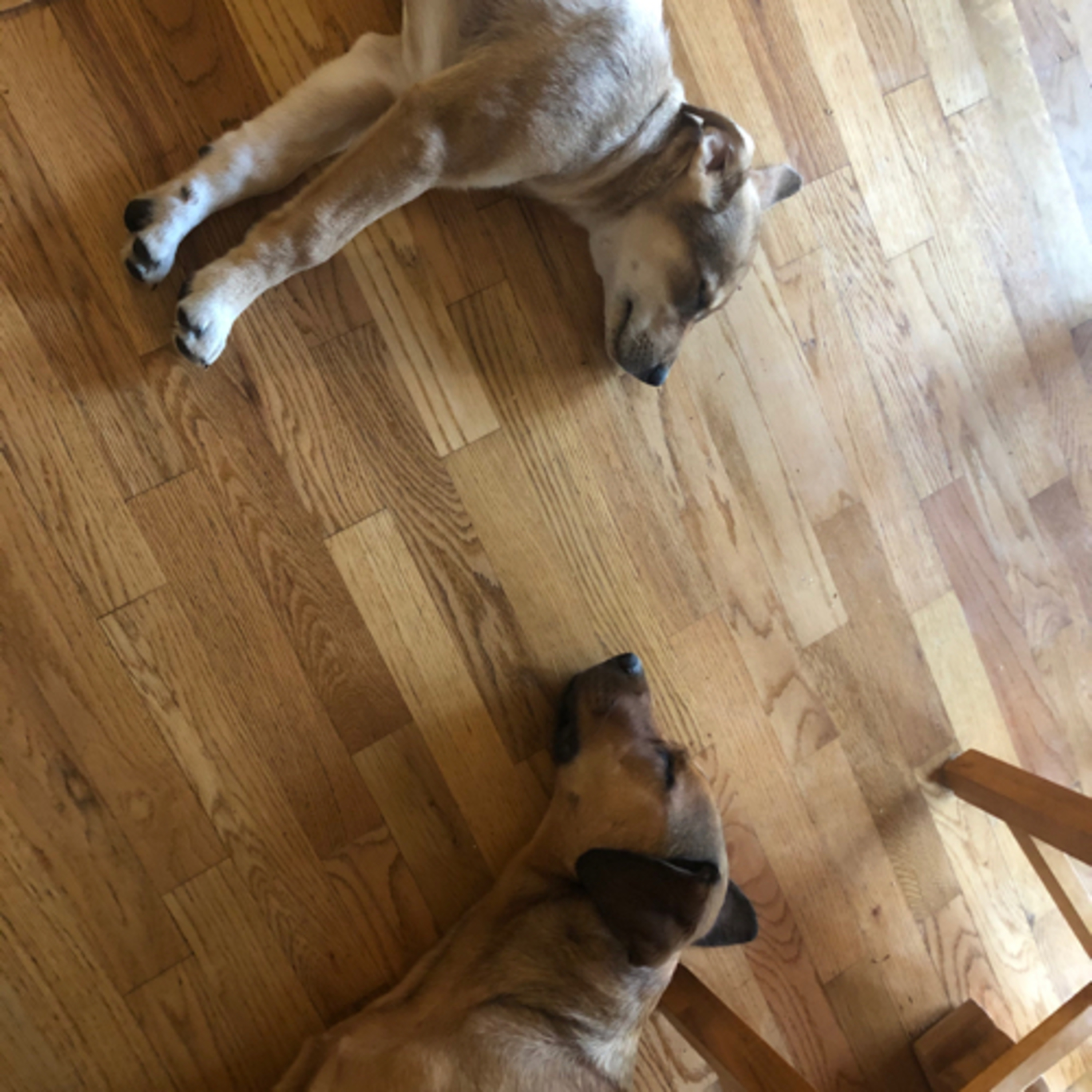 A Pawfect Pawcast