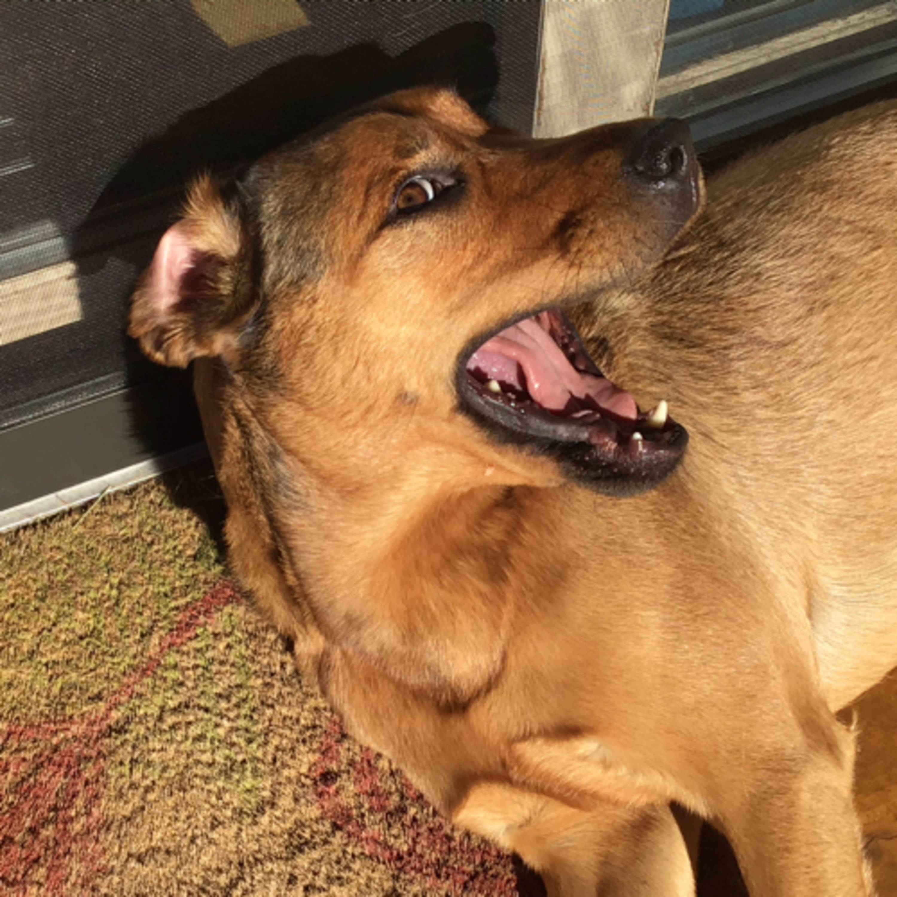 A Pawfect Pawcast