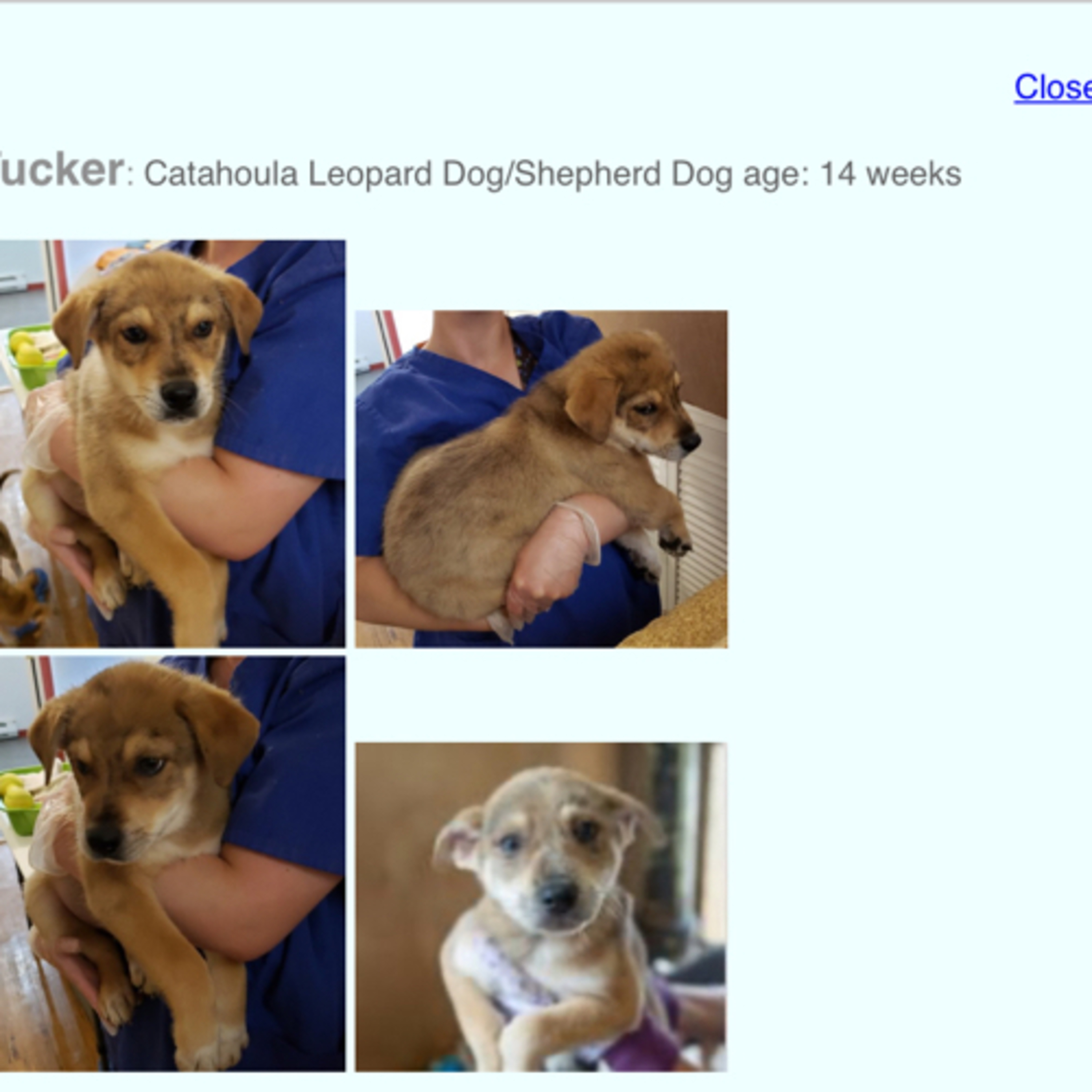 A Pawfect Pawcast