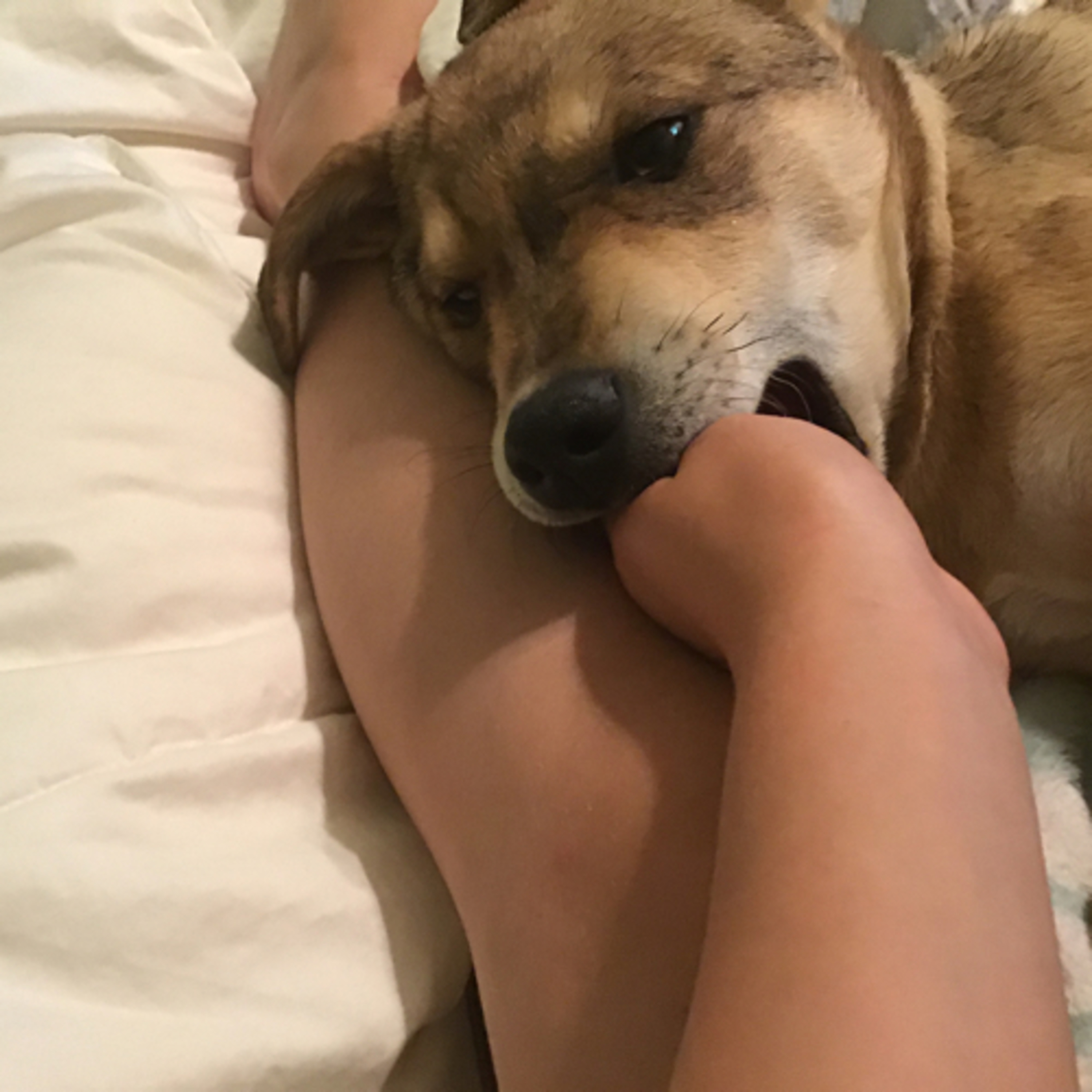 A Pawfect Pawcast