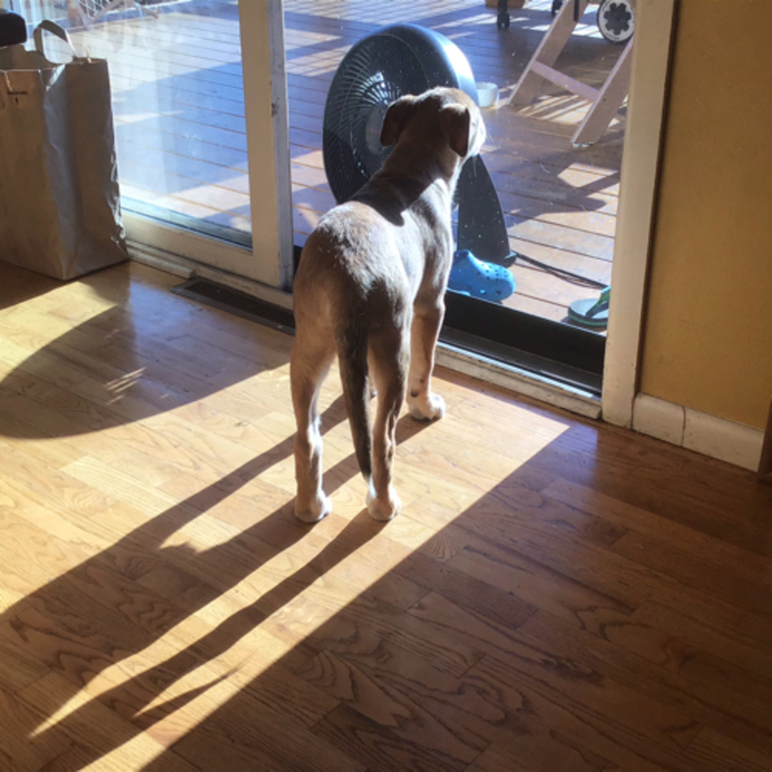 A Pawfect Pawcast