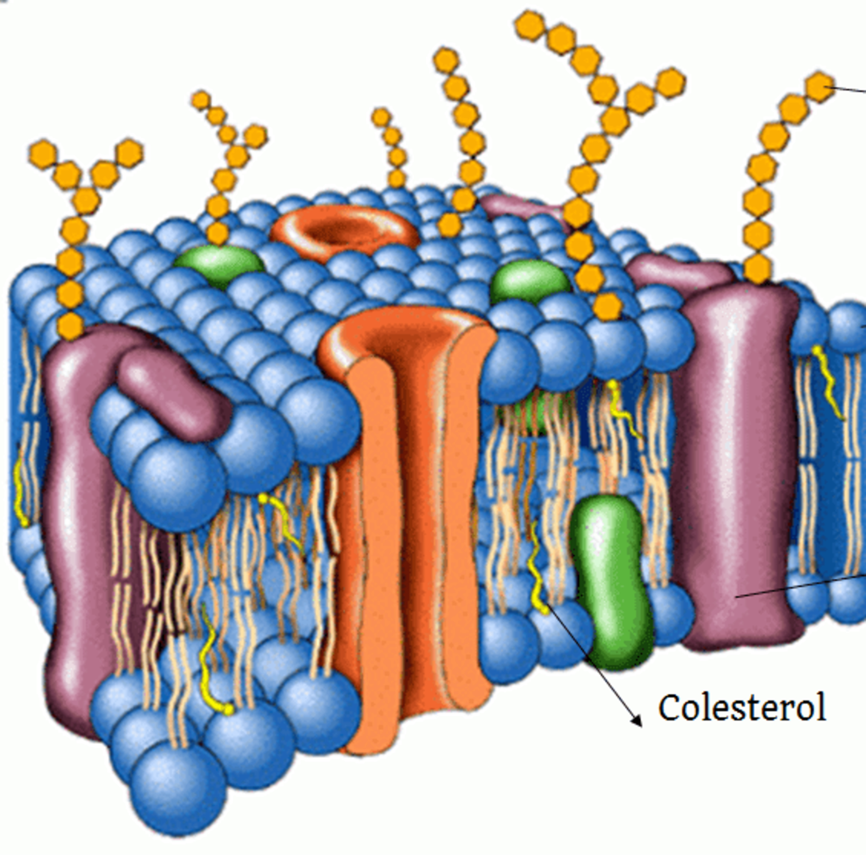 INTERACIÓN CÉLULA- MATERIAL EXTRACELULAR episode artwork
