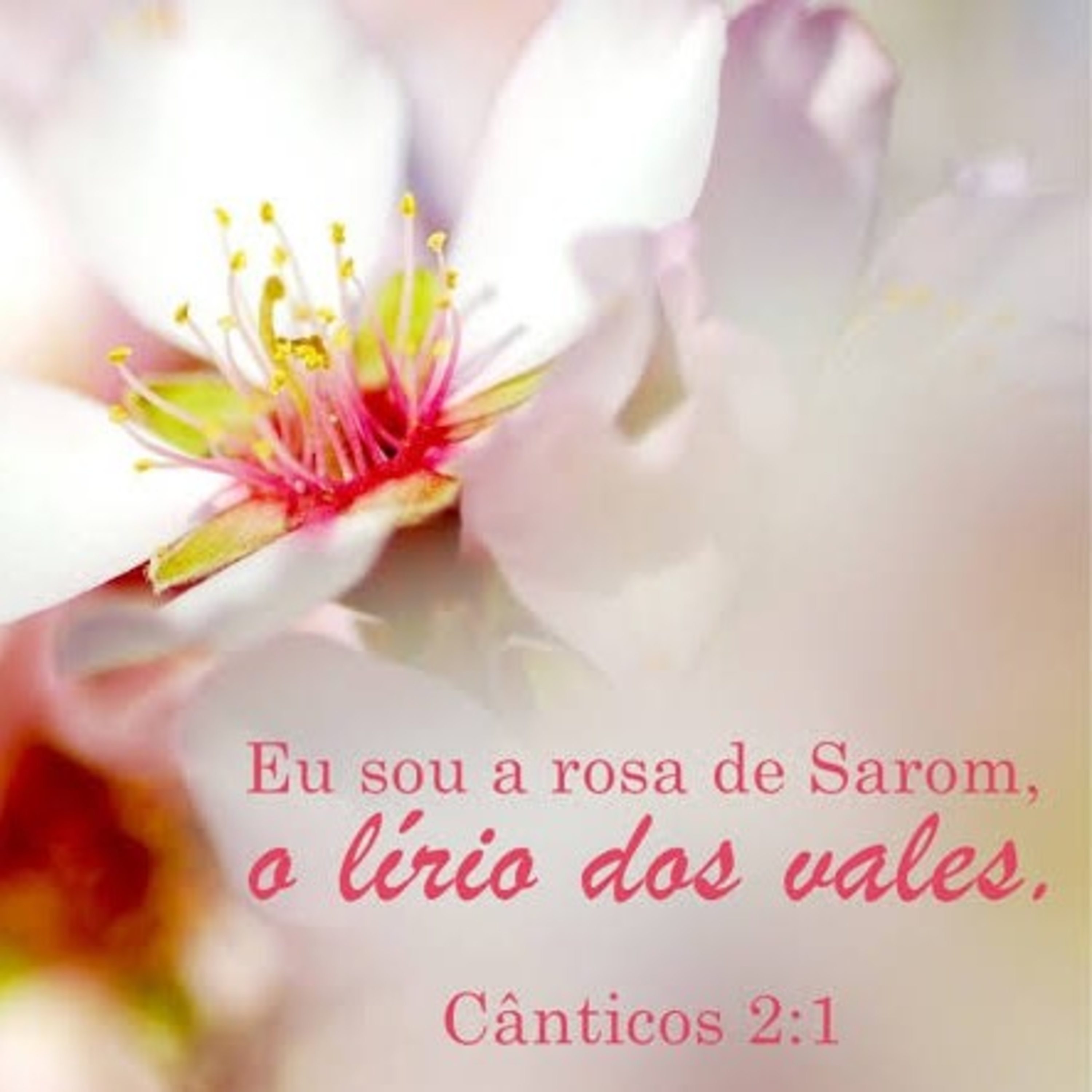 O Livro Mais Quente da Bíblia: Dicas pra ter um relacionamento a dois bem sucedido (Cantares 2) episode artwork