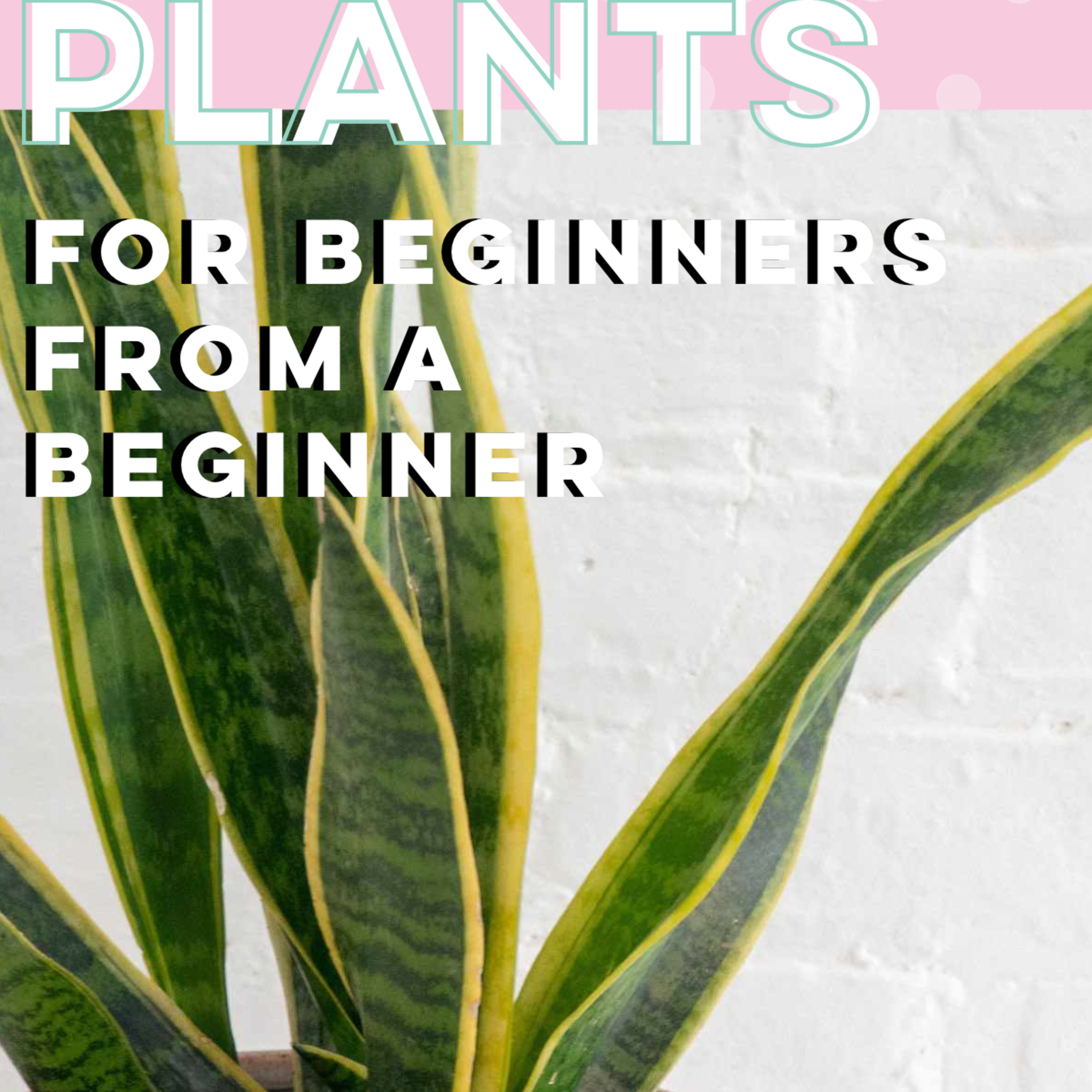 Plants: For Beginners From a Beginner episode artwork