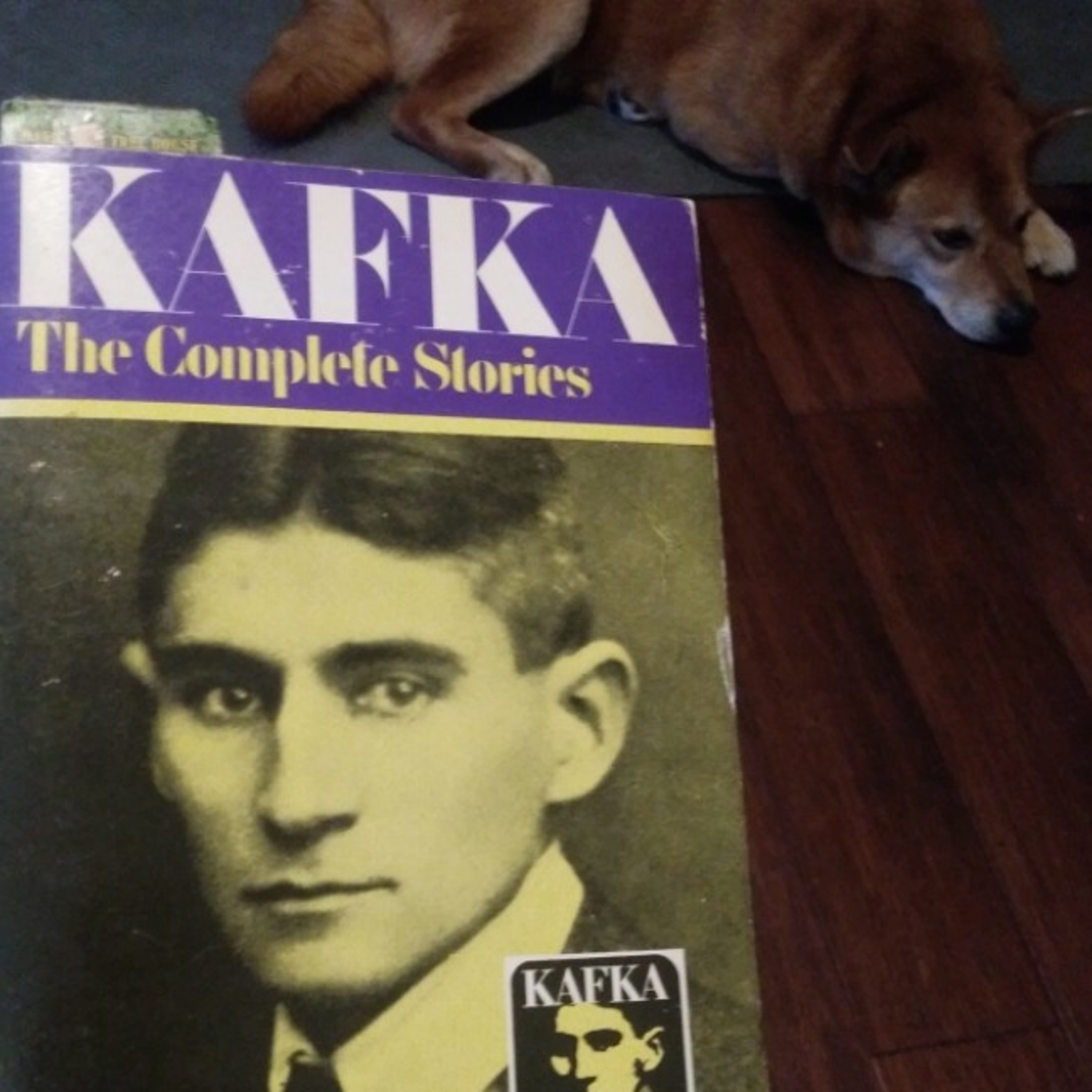 Reading With Phines