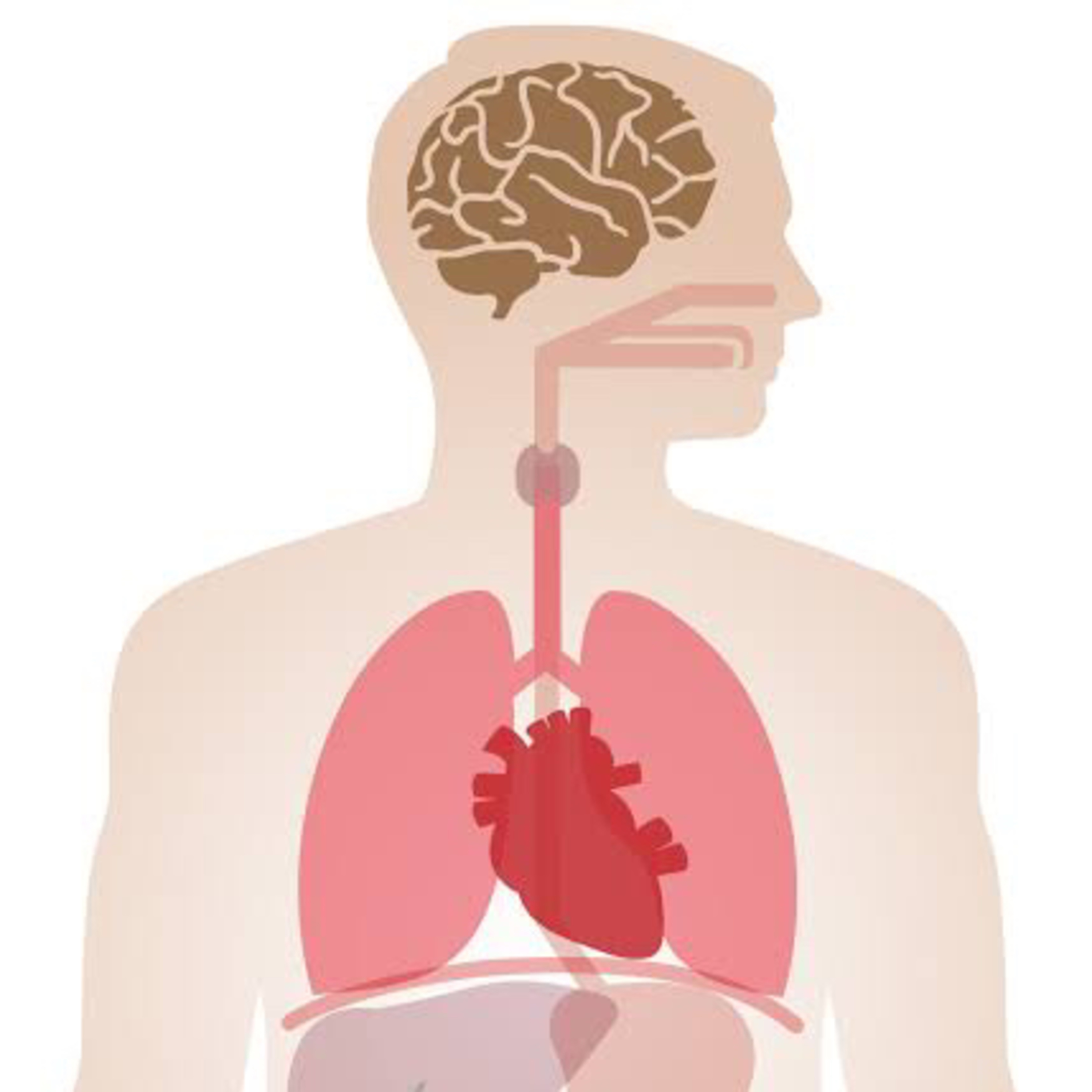 Anatomy