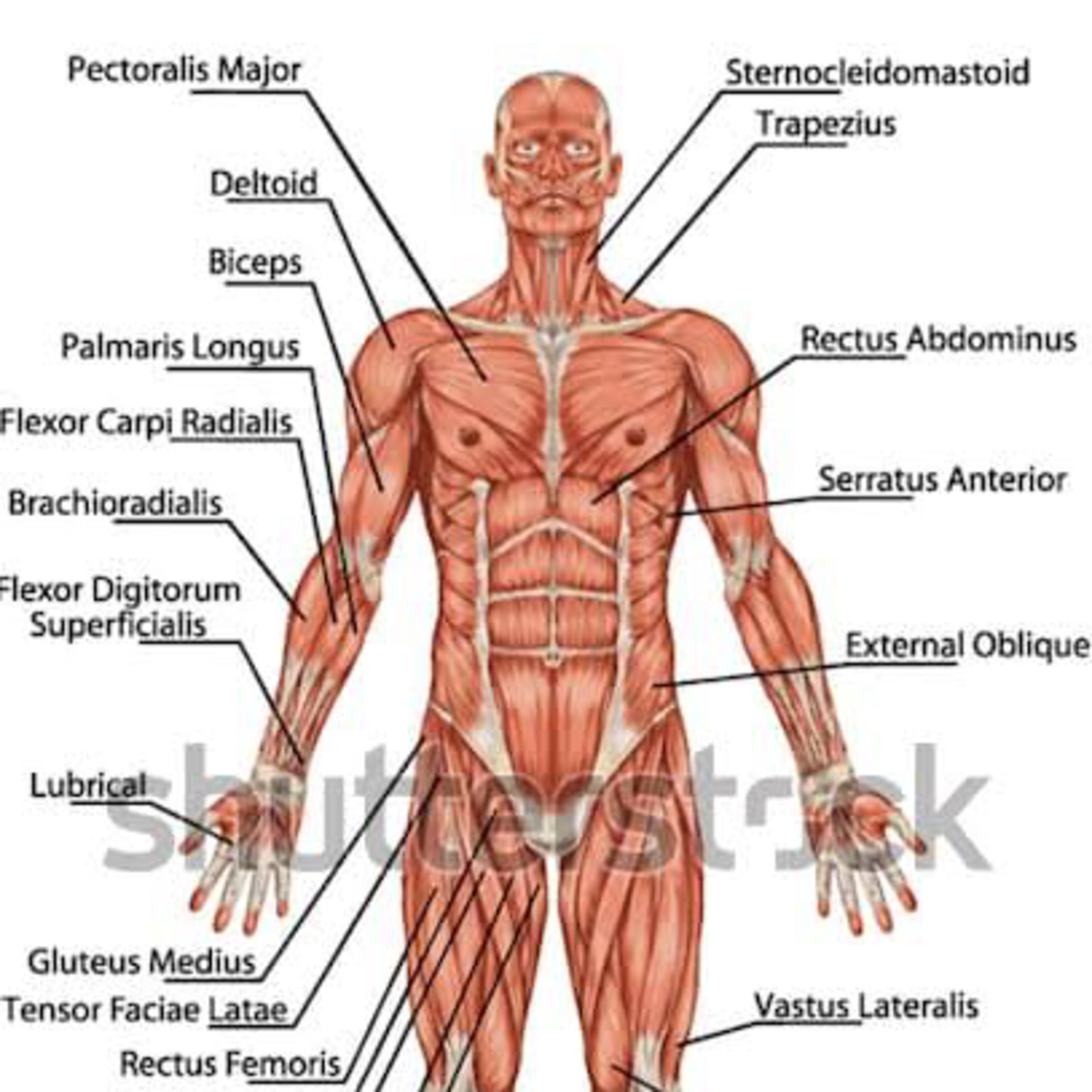 Anatomy