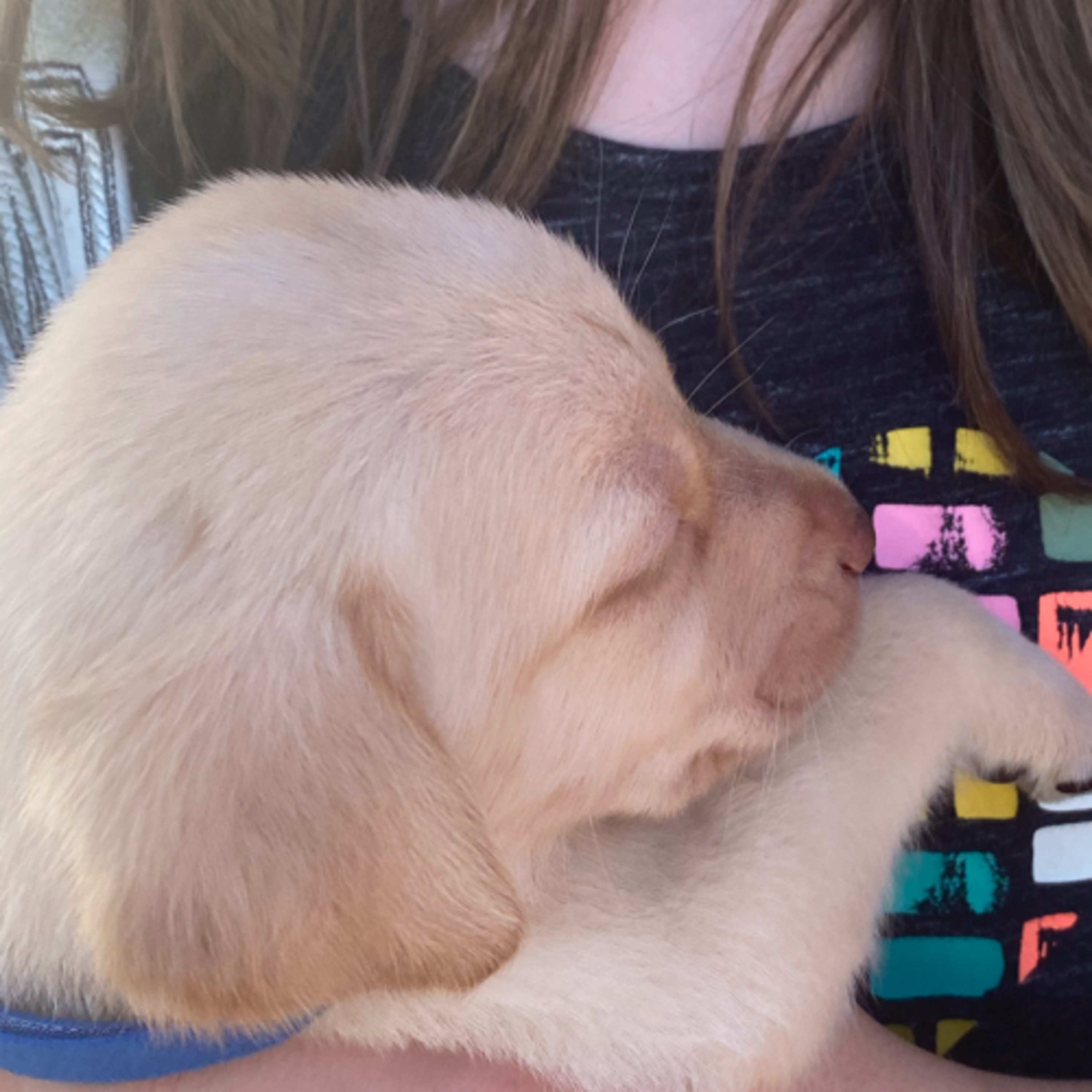 i got a puppy! episode artwork