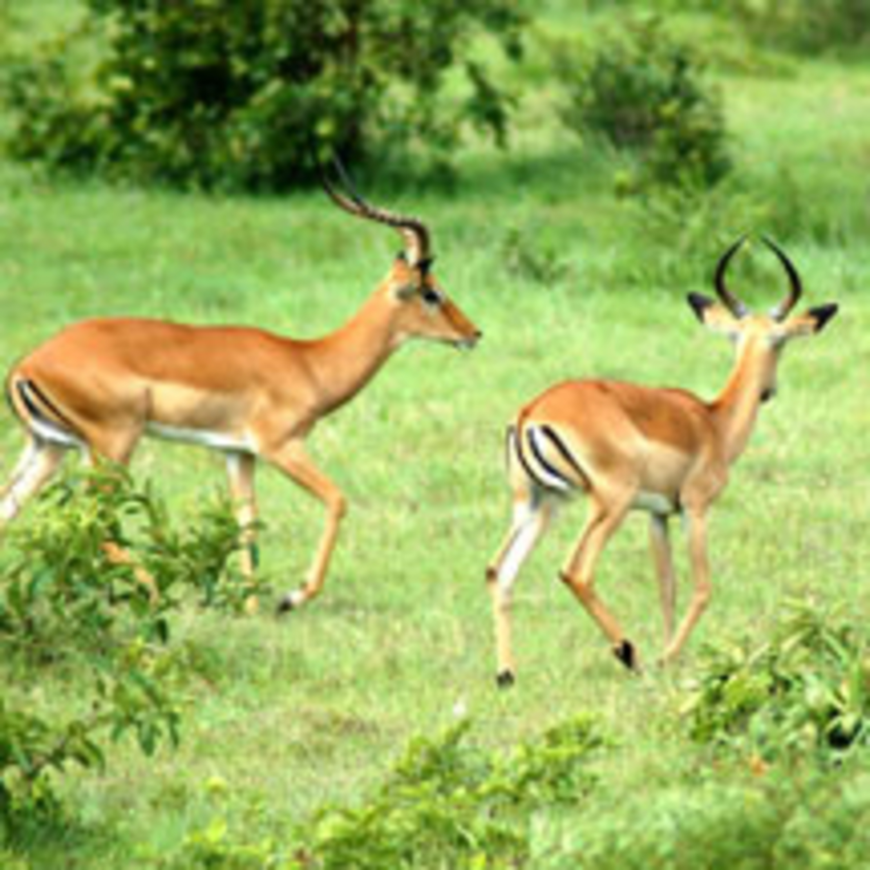PART 3: THE CREATION OF AN ENVIRONMENTAL CONSCIENCE : ANIMAL RIGHTS AND WRONGS