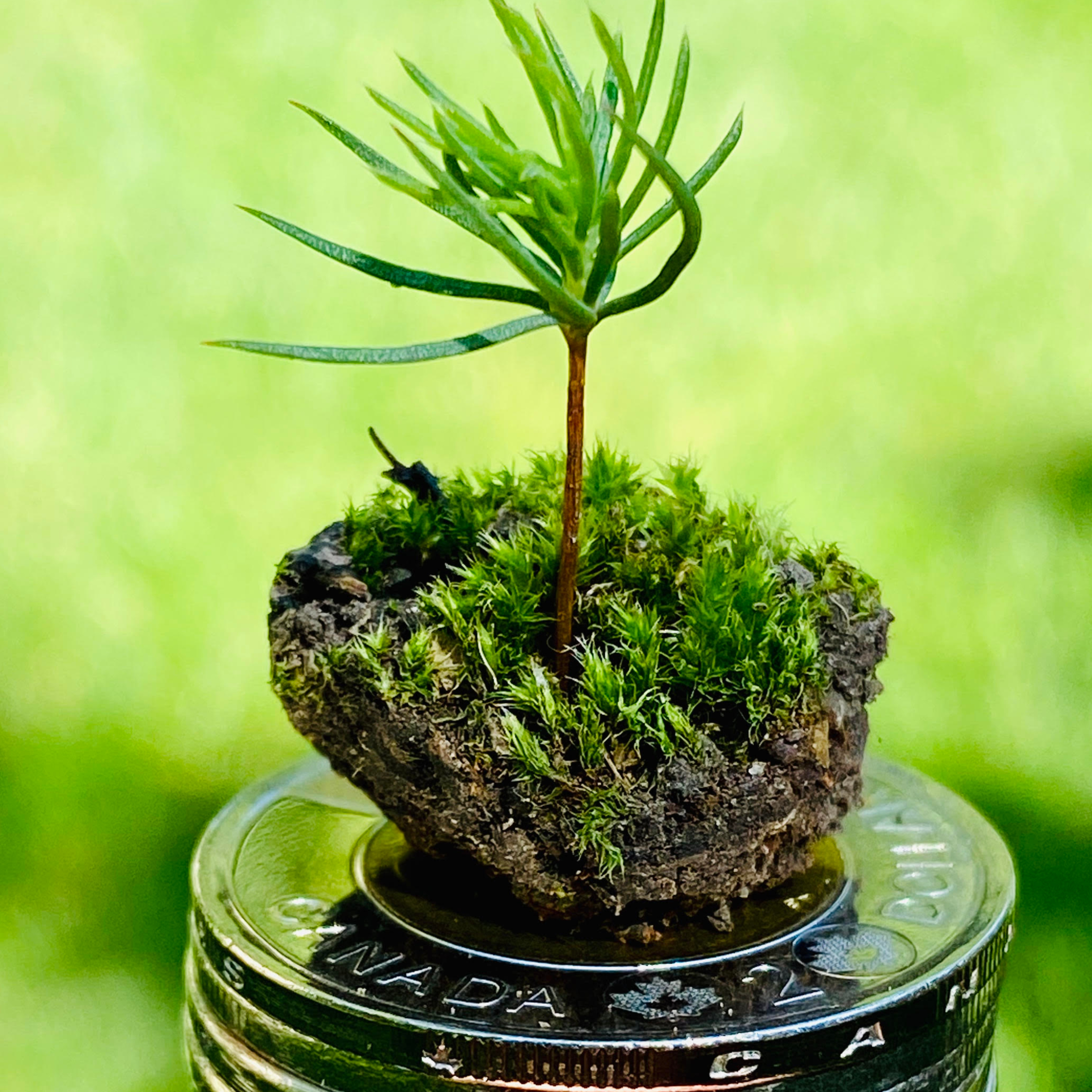 Cultiva Toonies