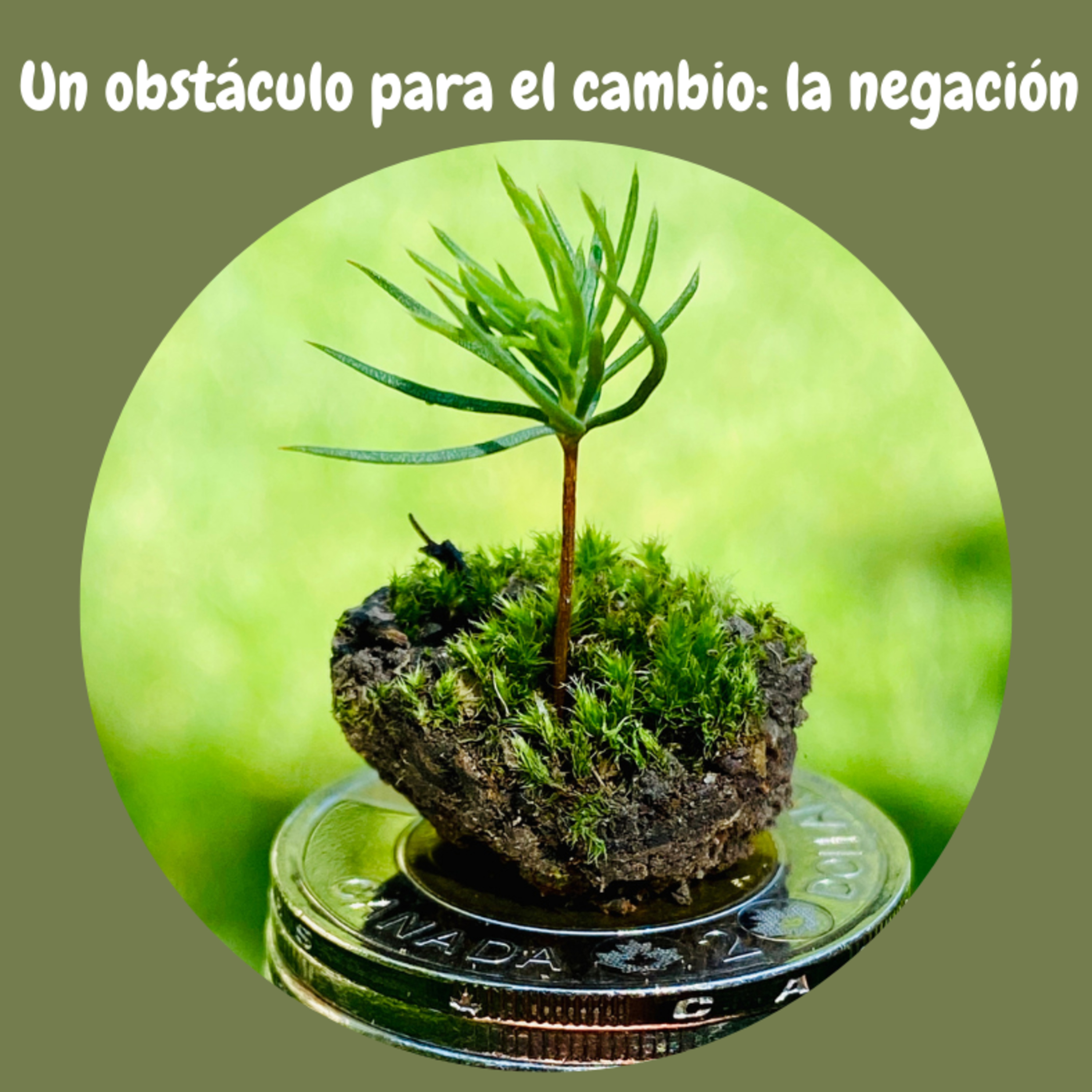 Cultiva Toonies