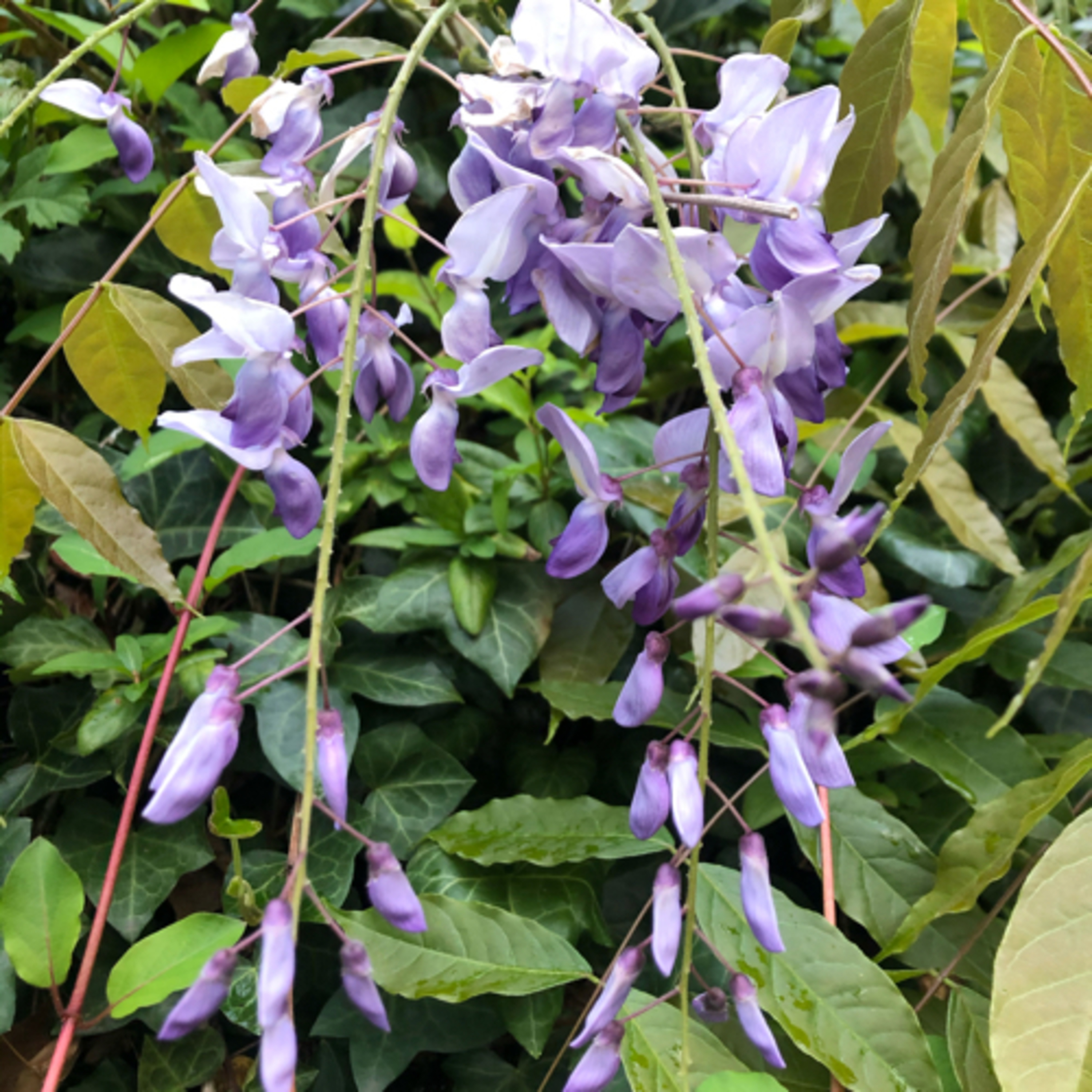 Garden of the Soul Songs