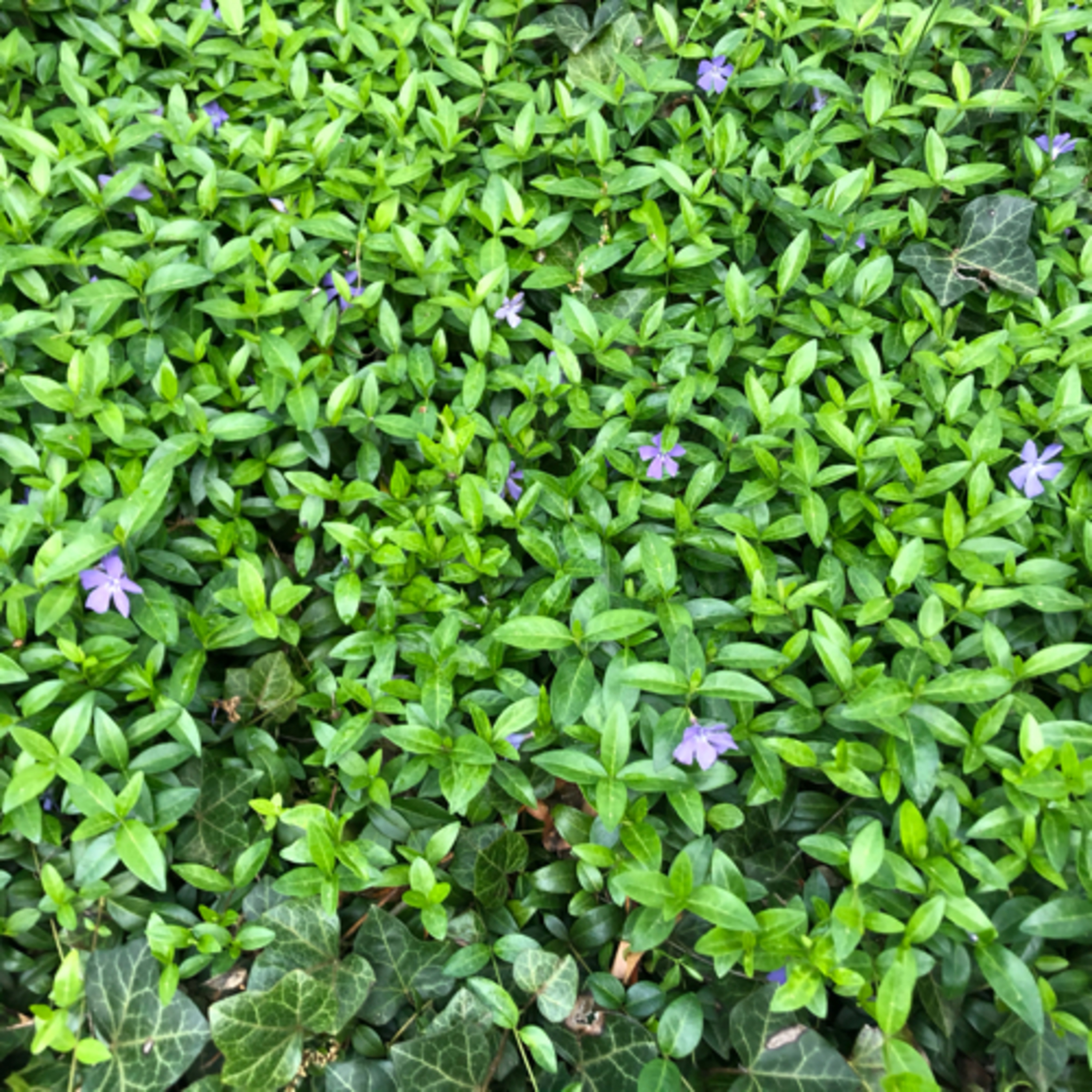 Garden of the Soul Songs
