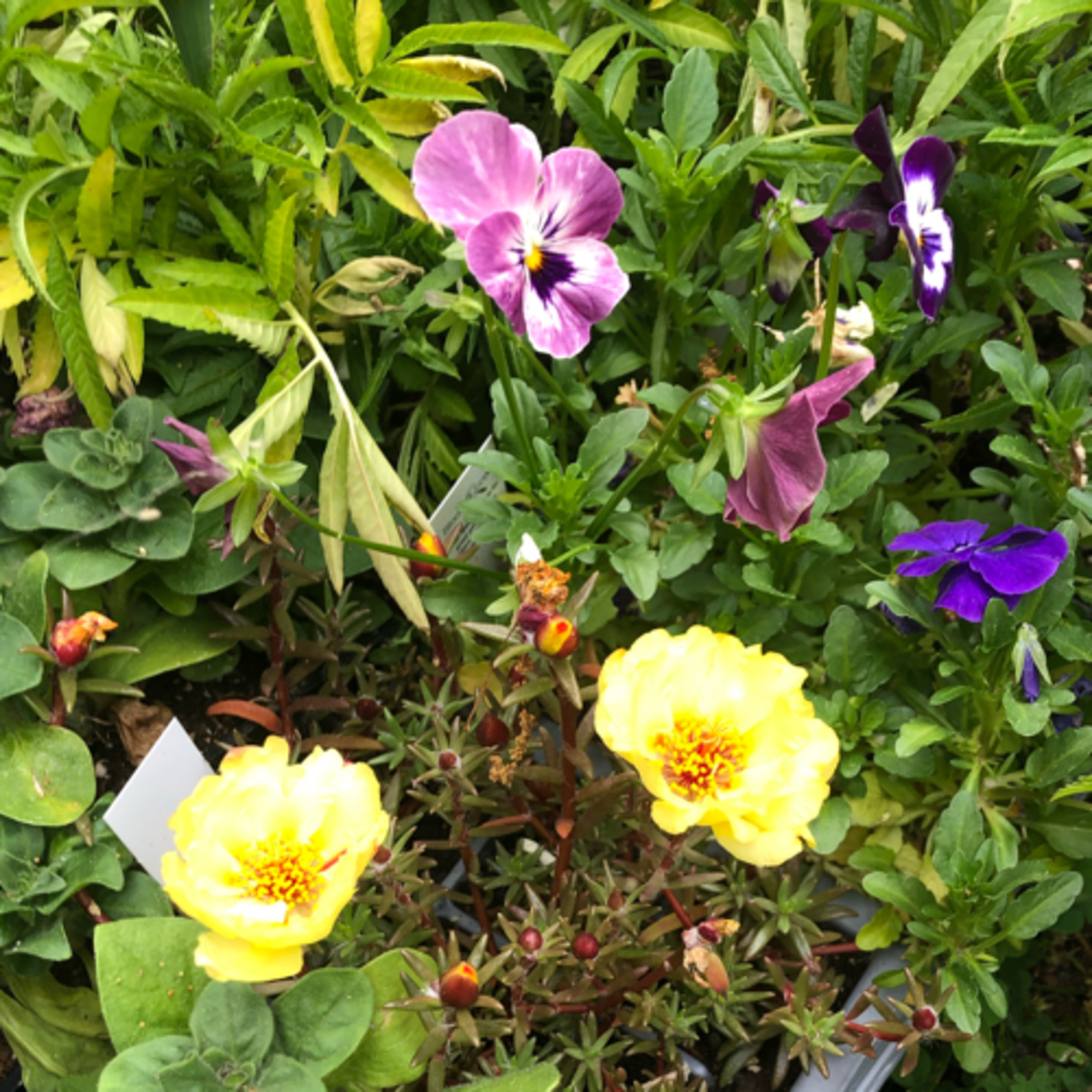 Garden of the Soul Songs
