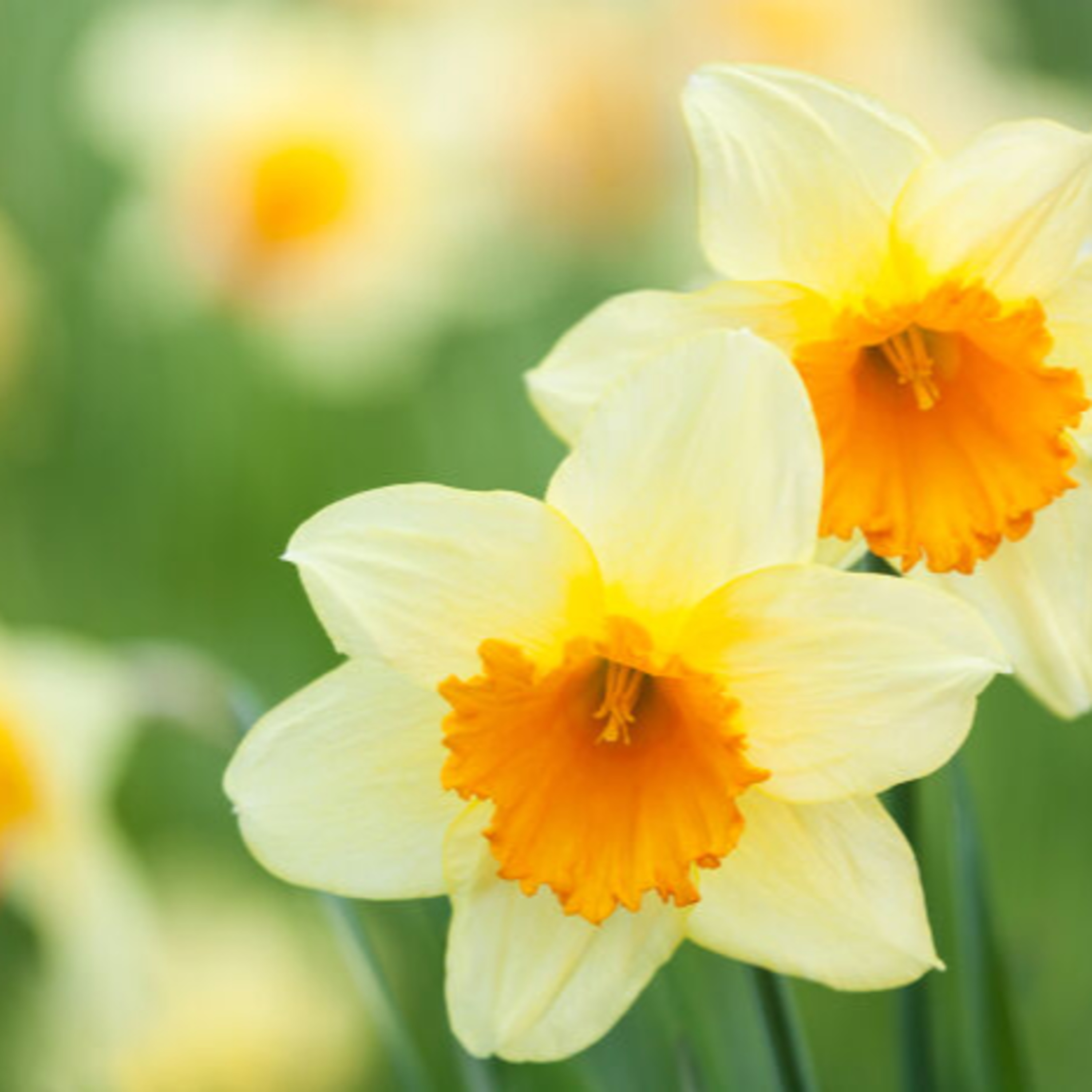 Readings Out Loud (for students who struggle with visual reading)