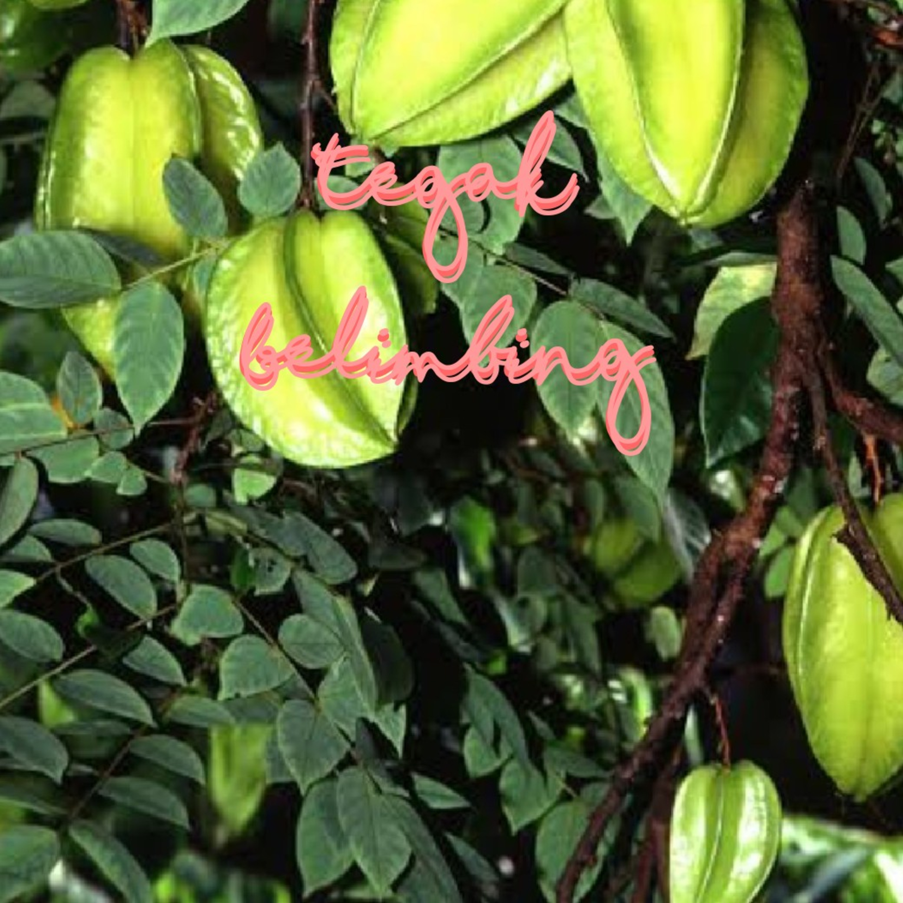 TEGAK BELIMBING episode artwork