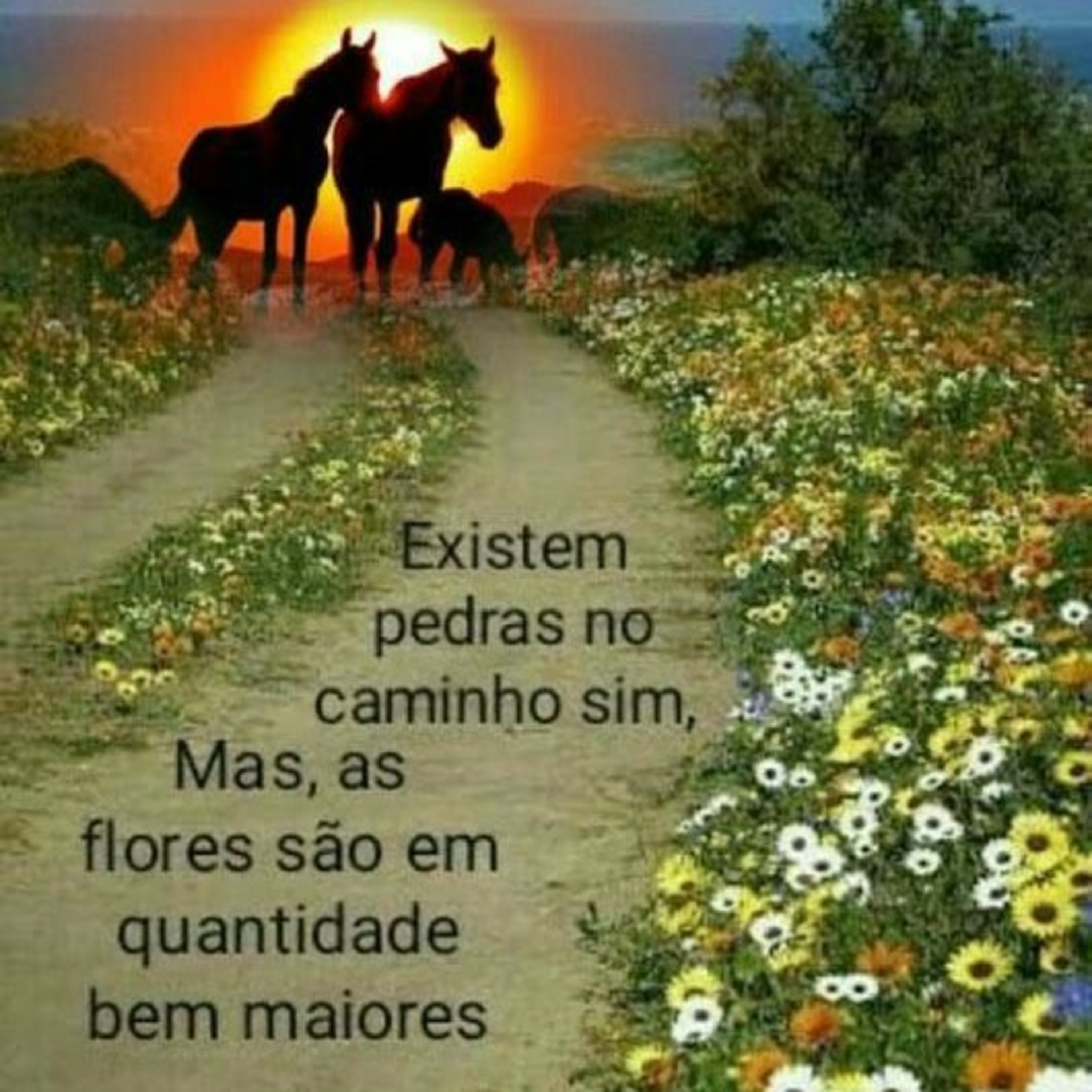 Música episode artwork