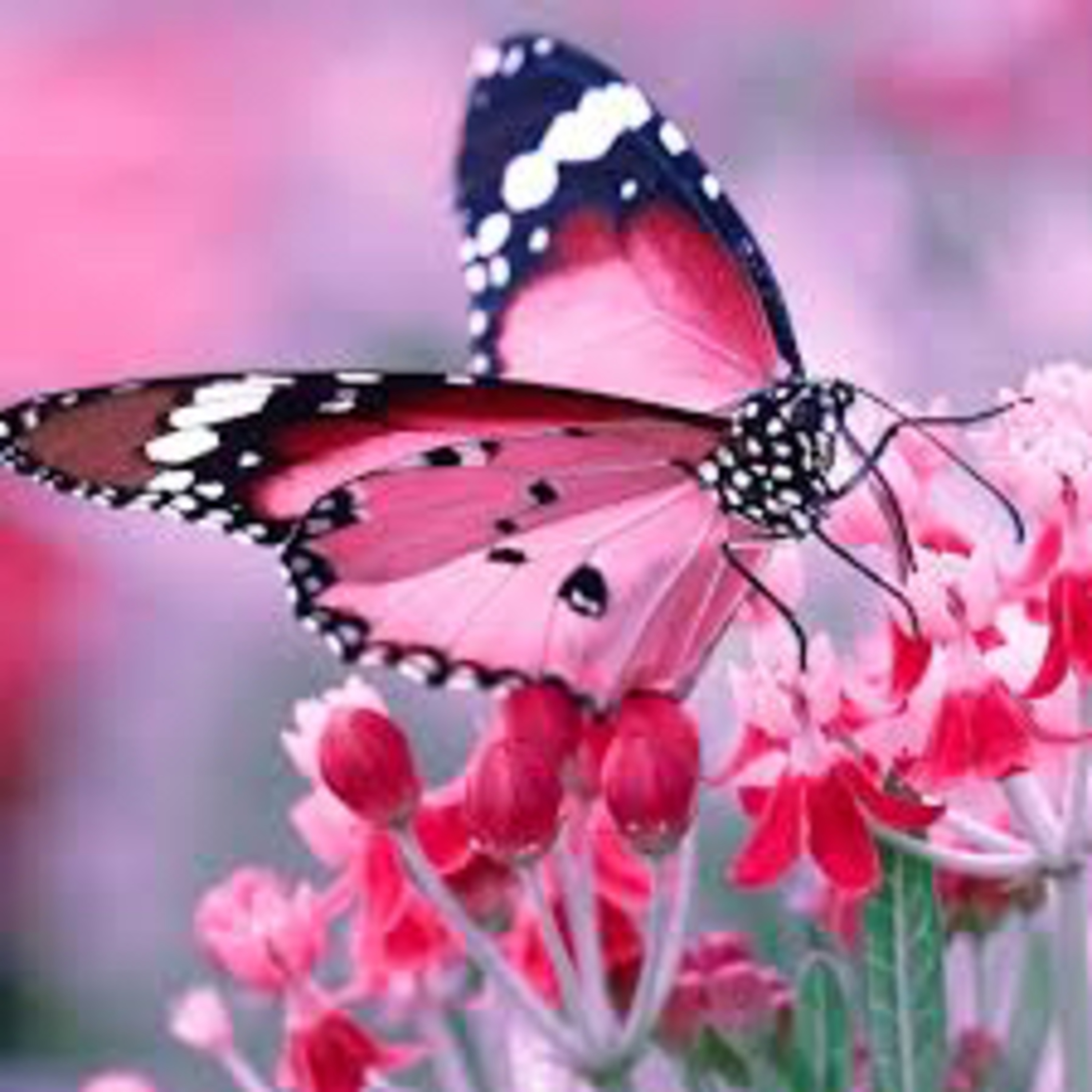 Holistic Talk with Shareta Berry