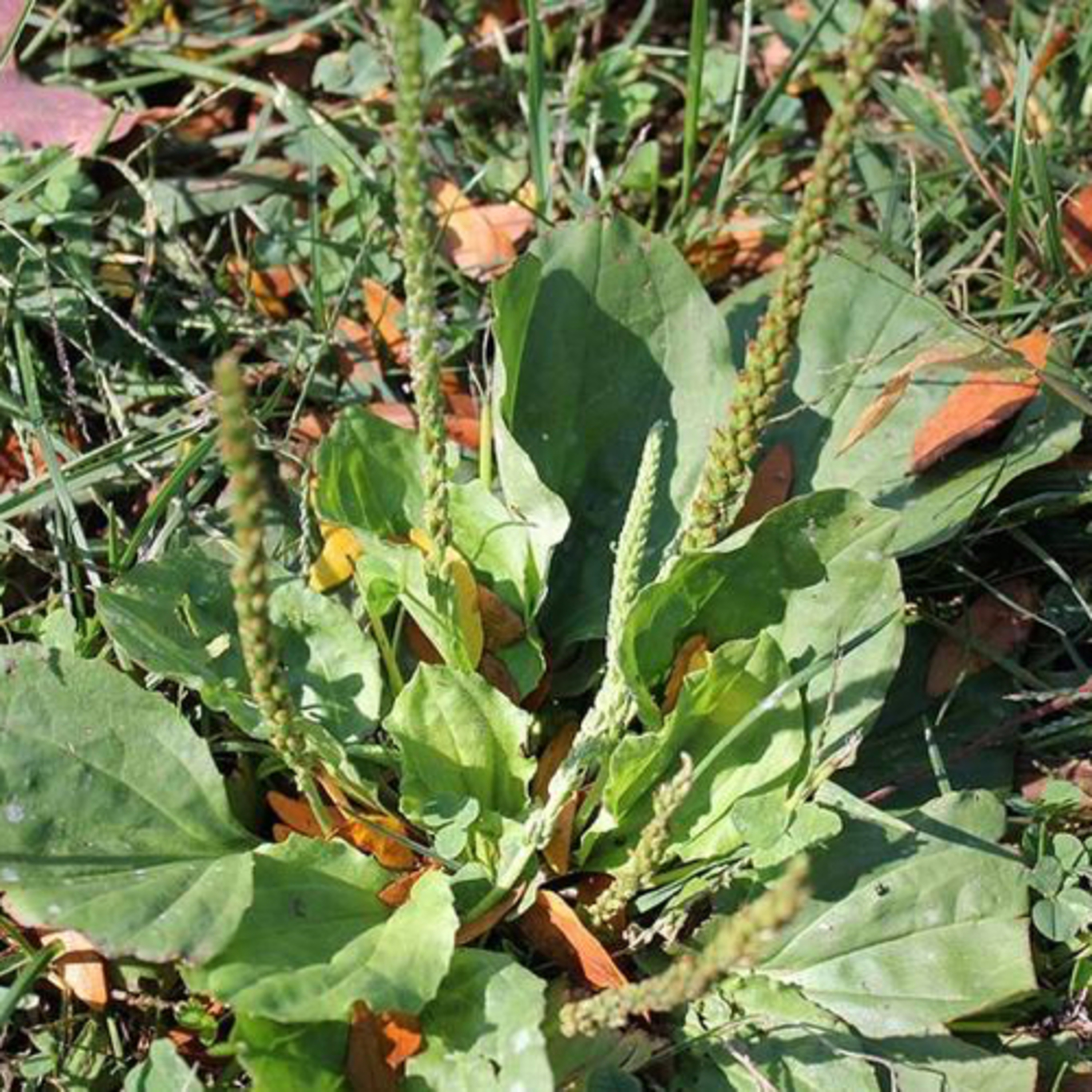 Holistic Talk with Shareta Berry