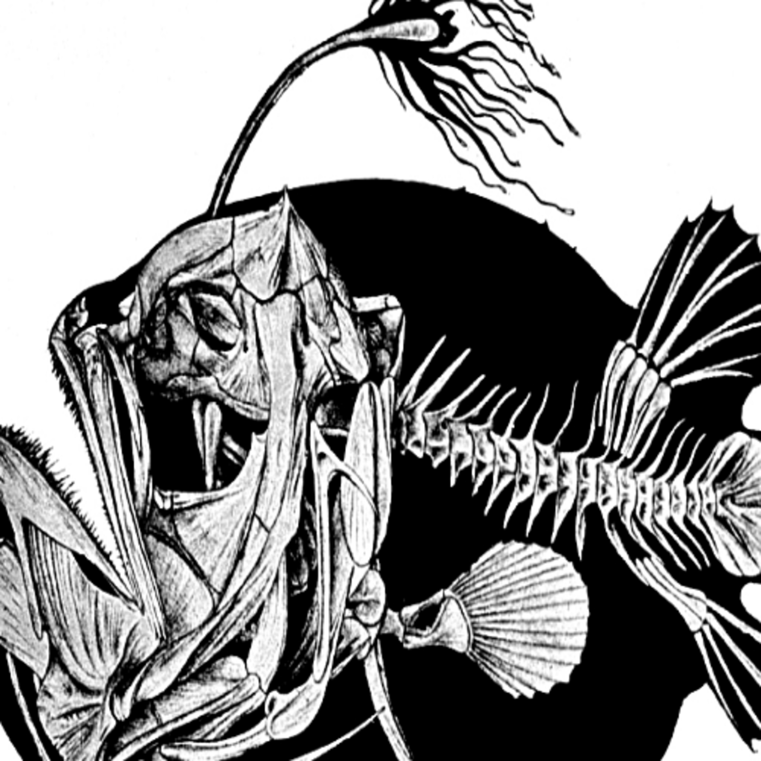 Episode 3 - the humpback anglerfish episode artwork