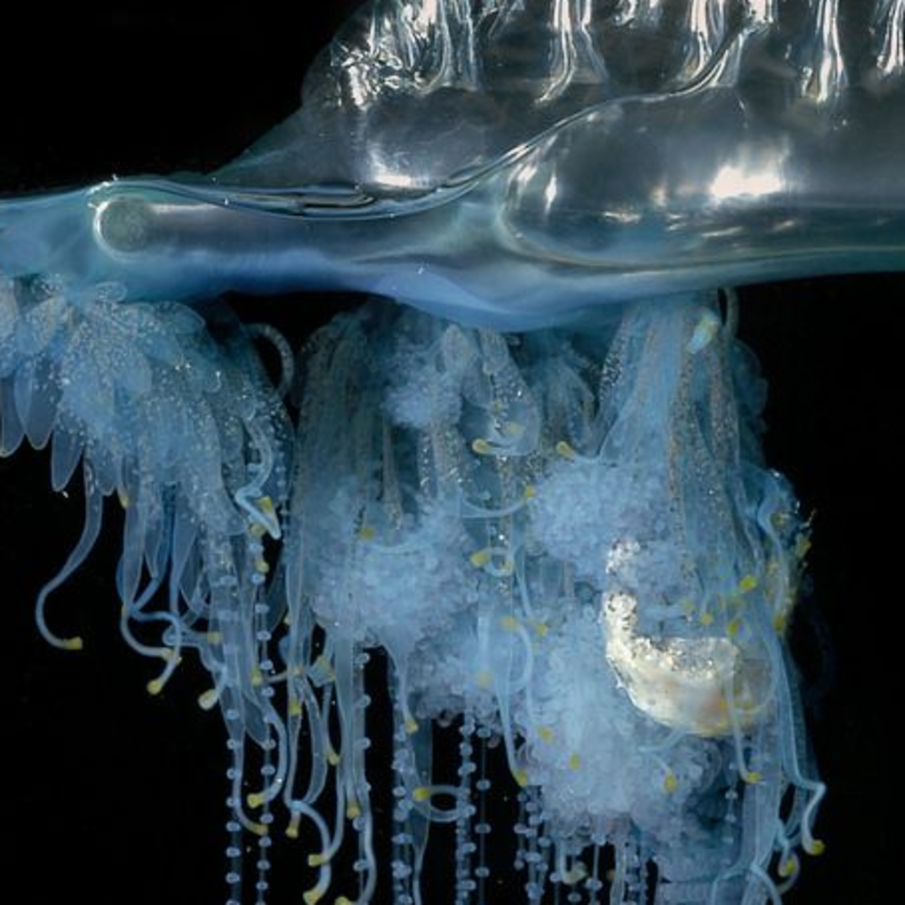 Episode 10 -The Portuguese man o' war (ambient drone audio collage) episode artwork