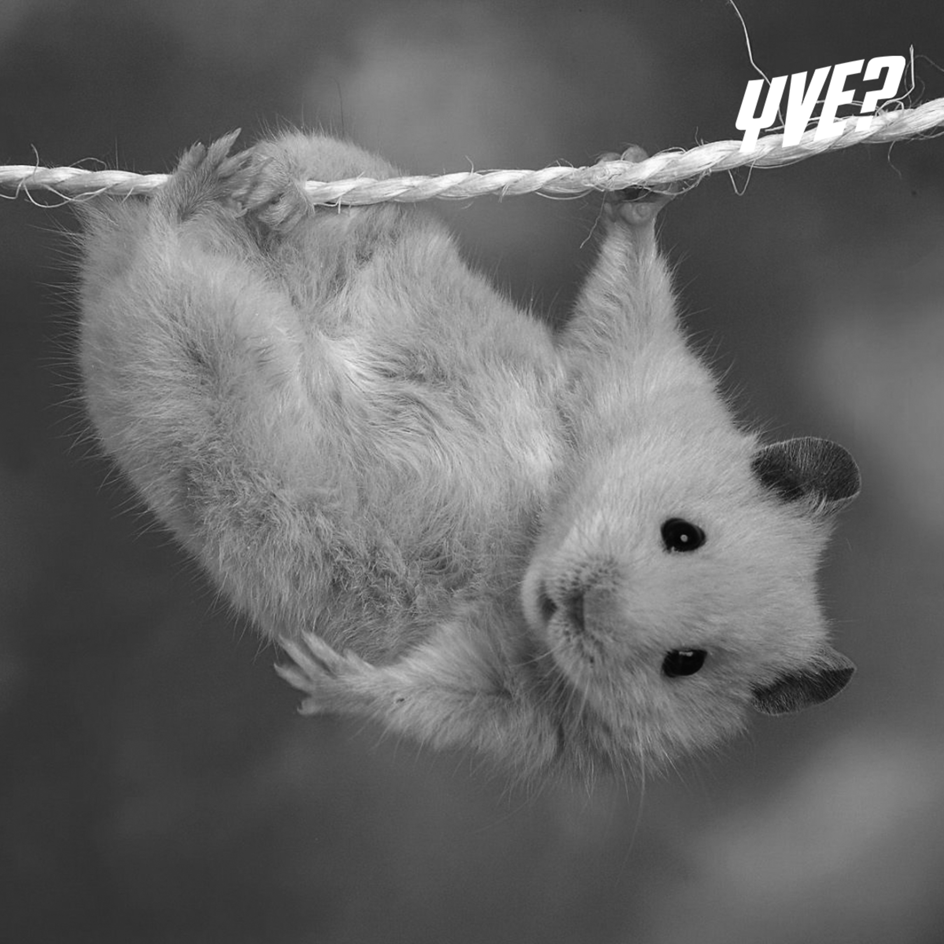Oye, ¿ya viste esto?