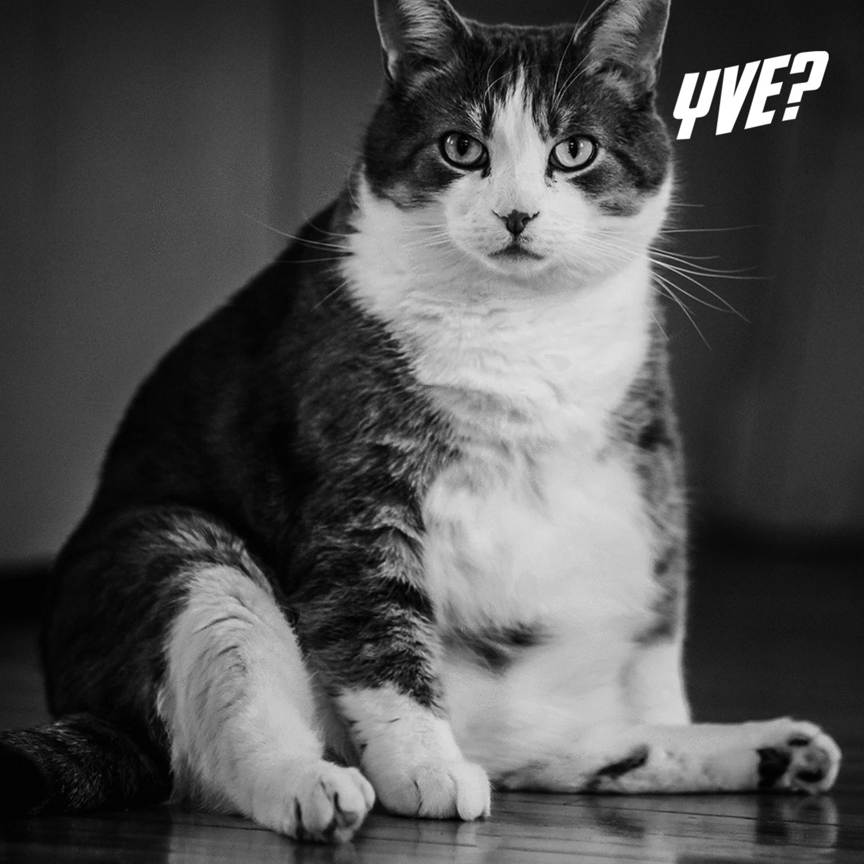 Oye, ¿ya viste esto?