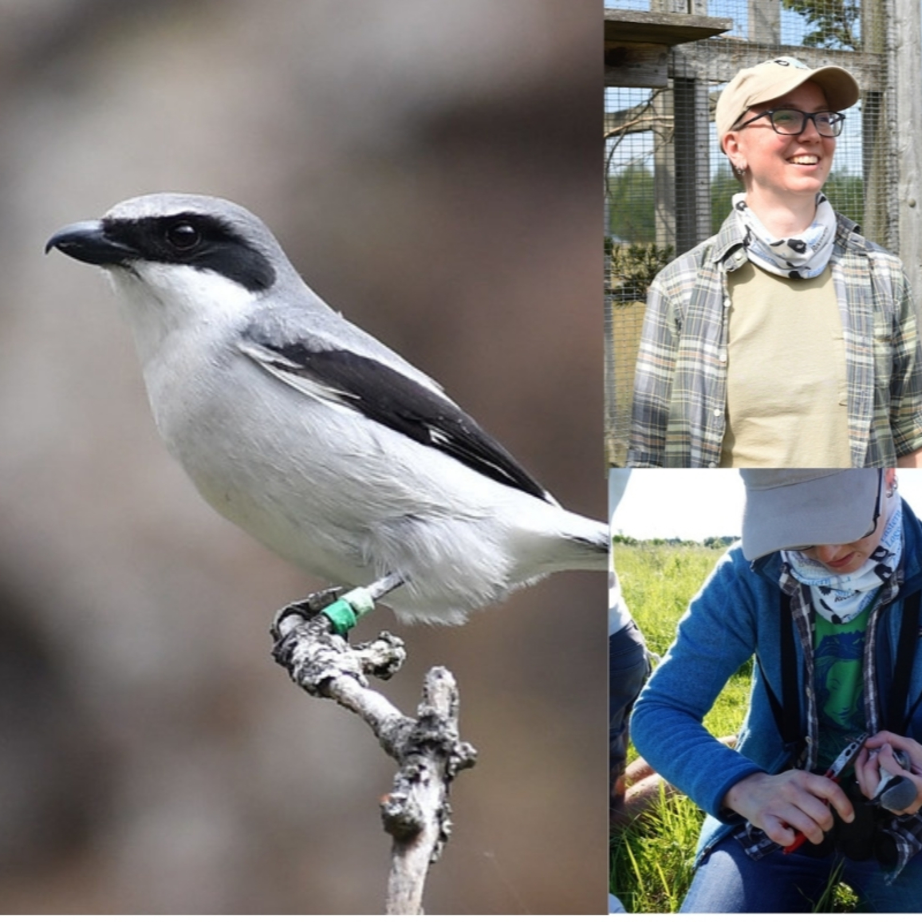 Ep. 148 : Hazel Wheeler from the Eastern Loggerhead Shrike Recovery Program episode artwork