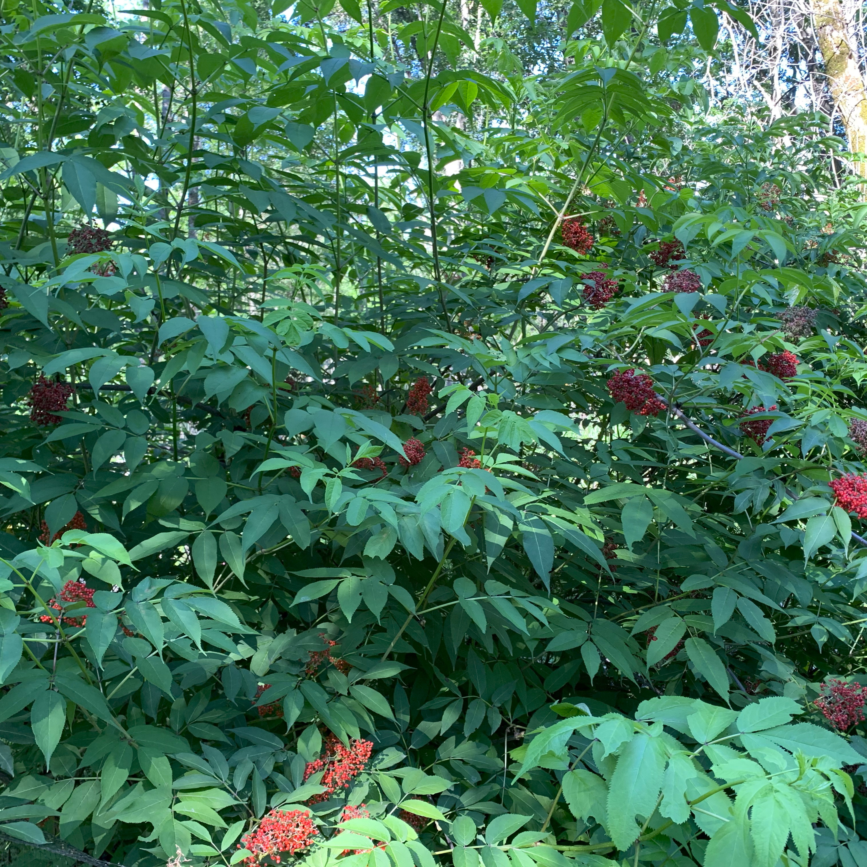 Ep. 181 : Buckthorn Phenology and Possible Management Strategies with Mike J. Schuster episode artwork