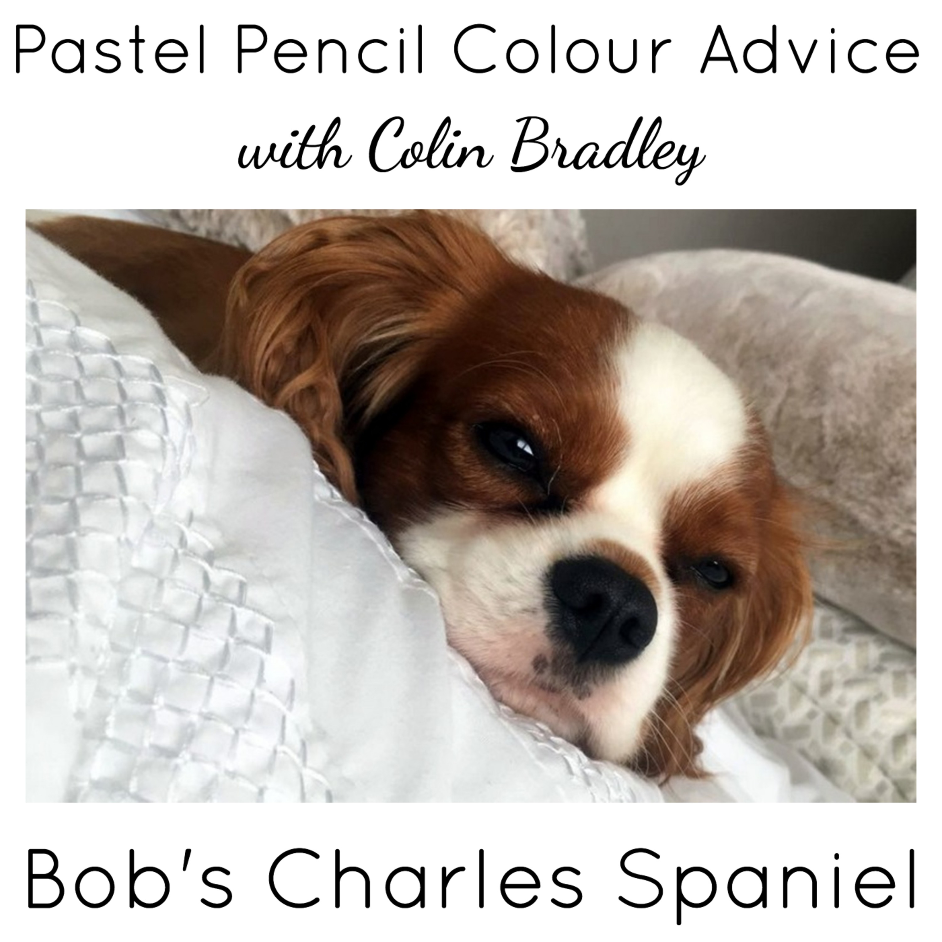 Colour Advice - King Charles Spaniel