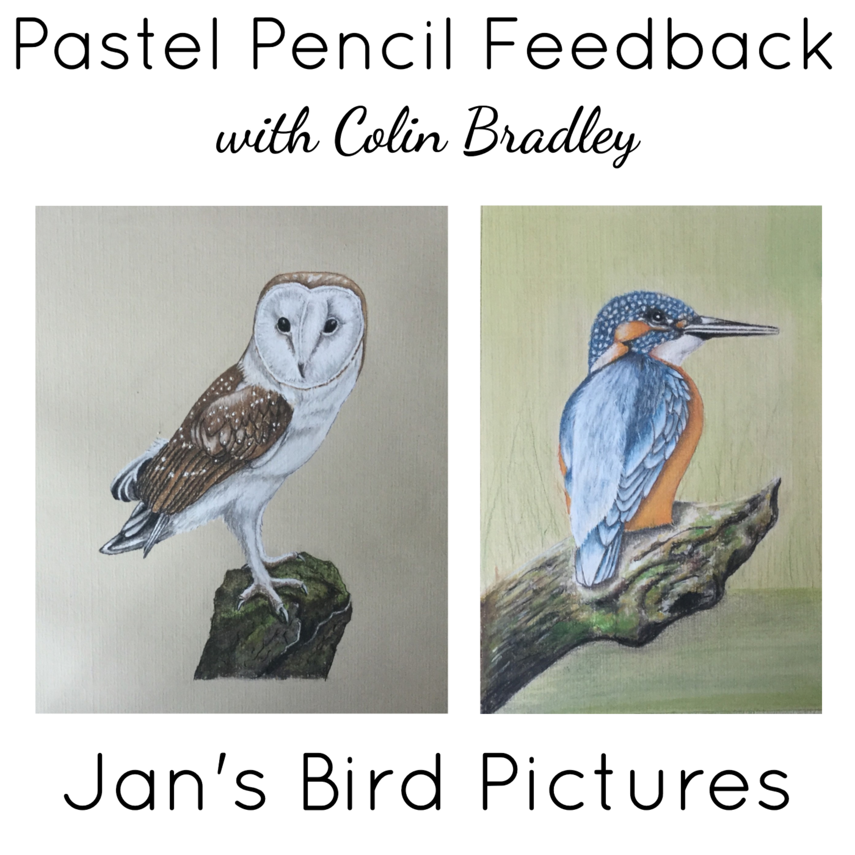 Jan's Barn Owl and Kingfisher Feedback