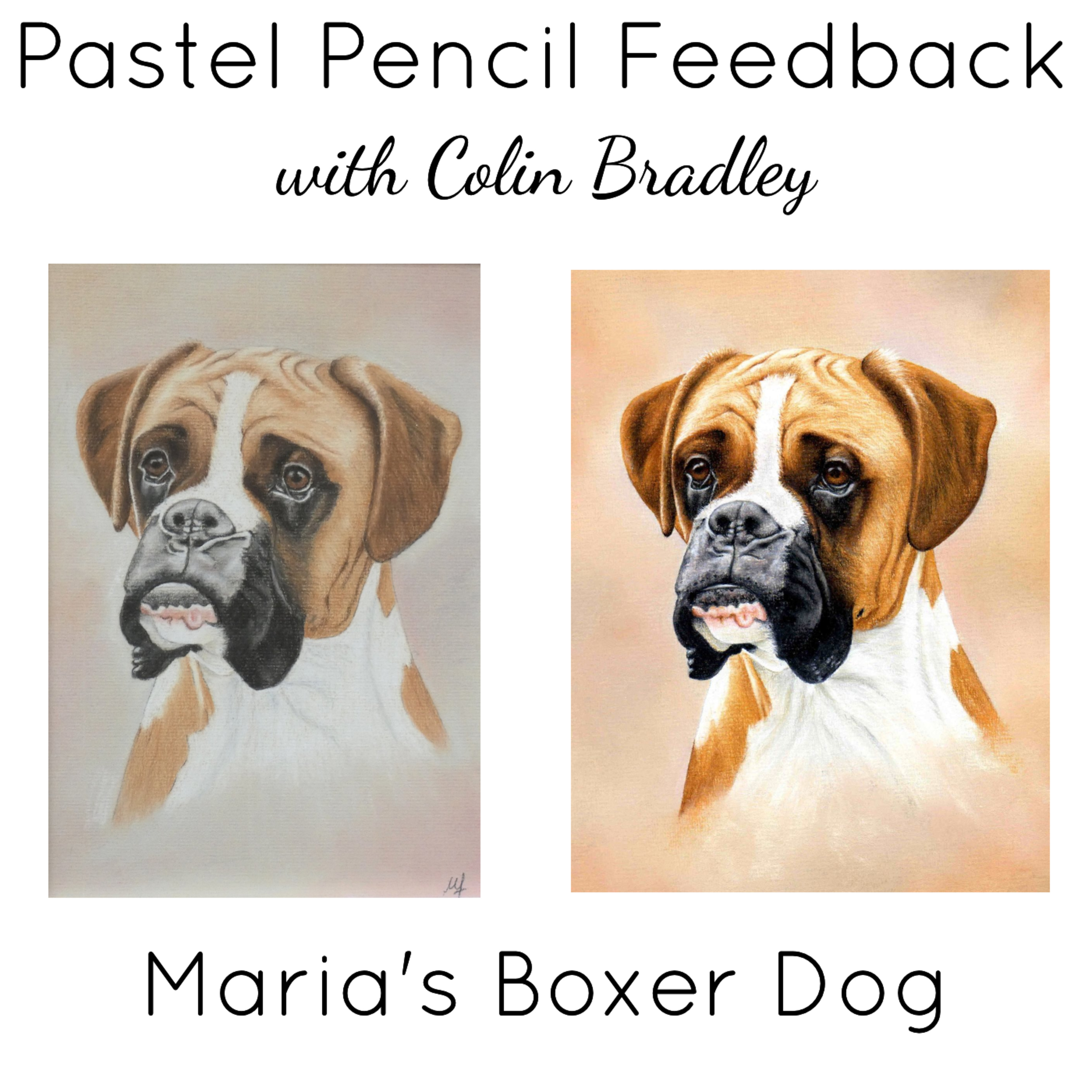 Advice on Maria's Boxer Dog Pastel Pencil Picture - Shading Help